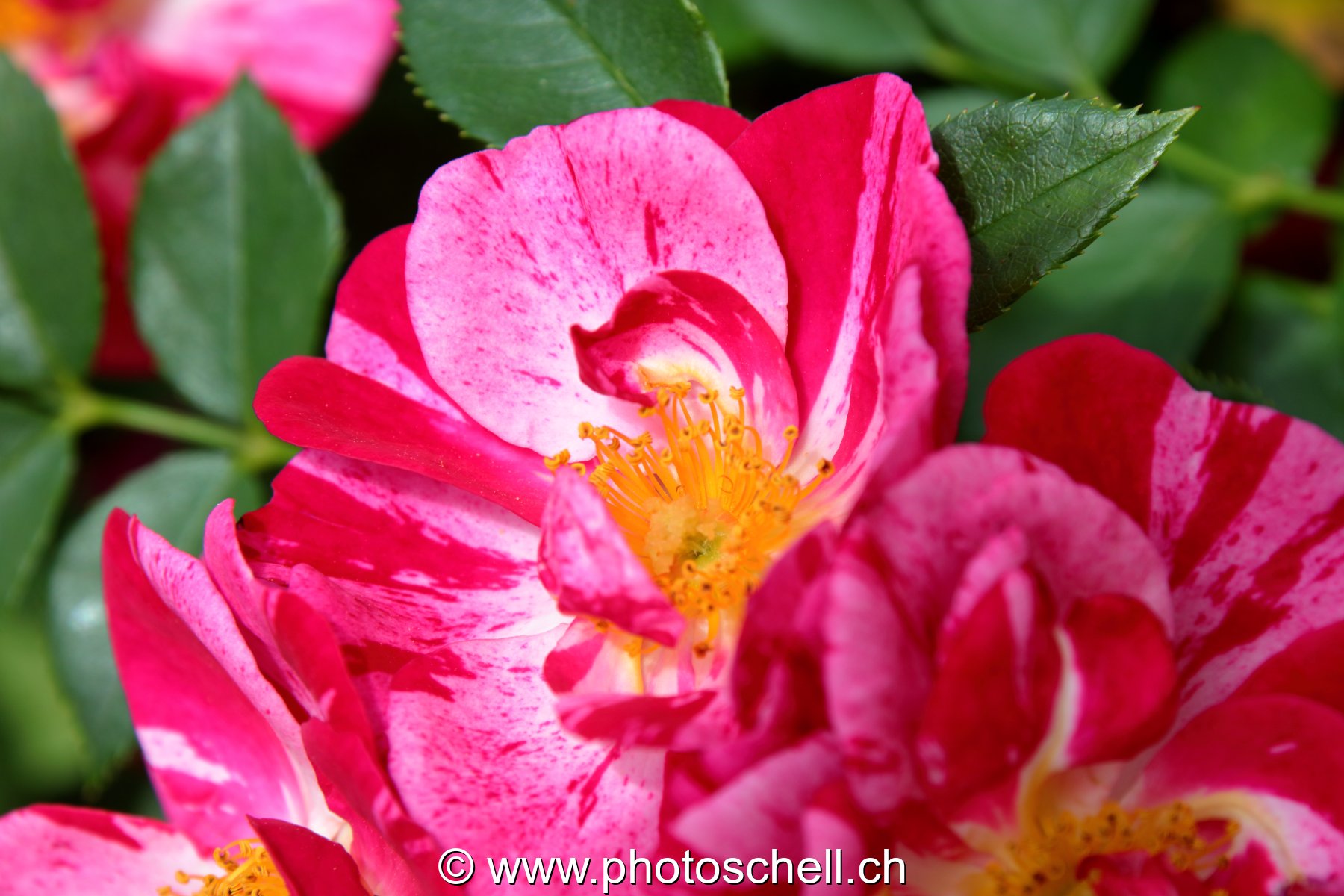 Rose épanouie