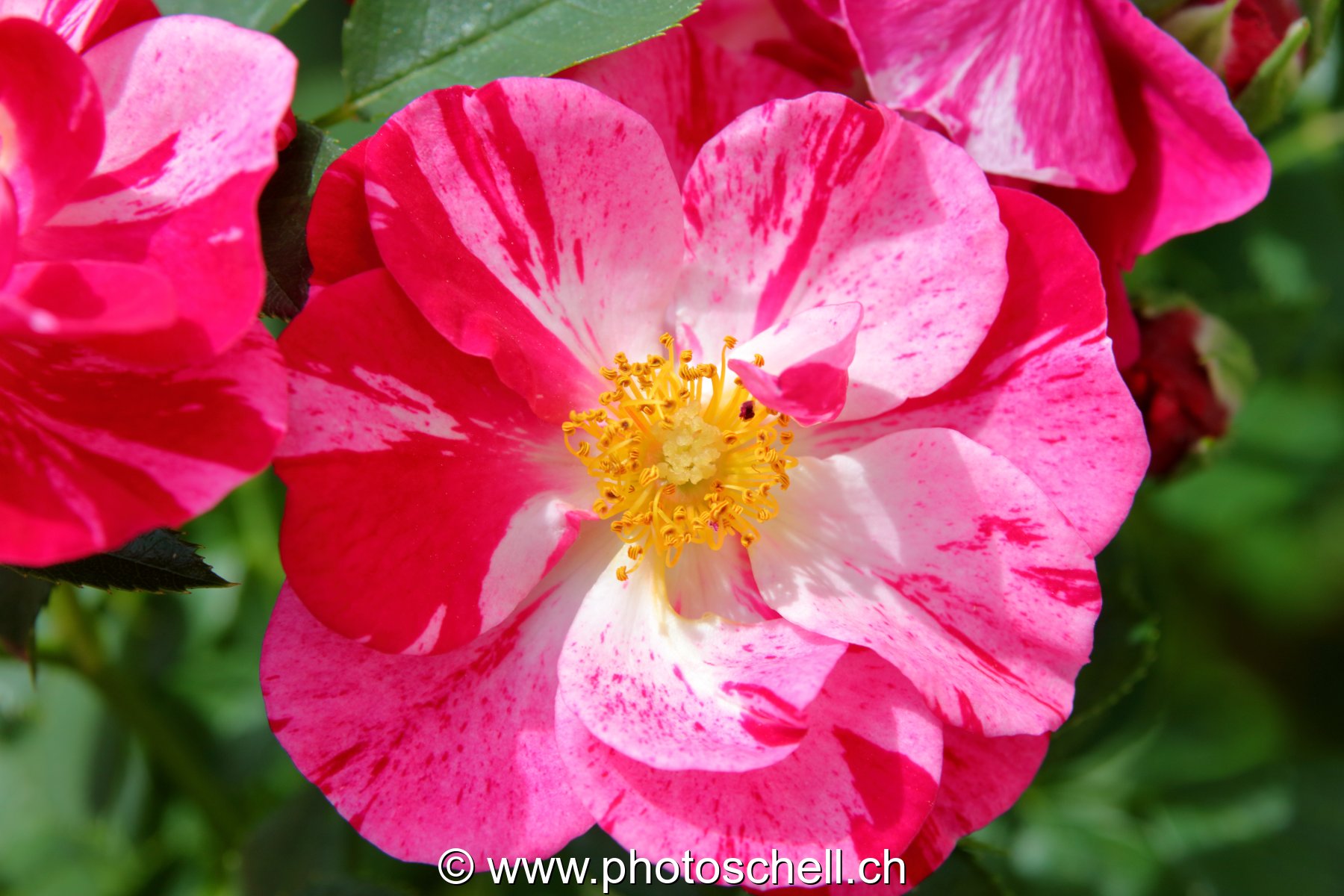 Rose épanouie