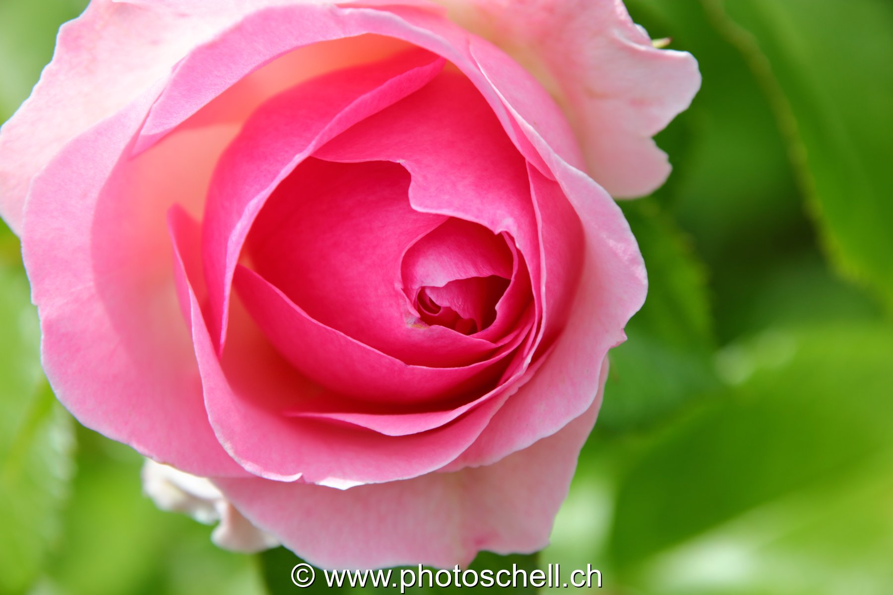 Rose en train de s'ouvrir