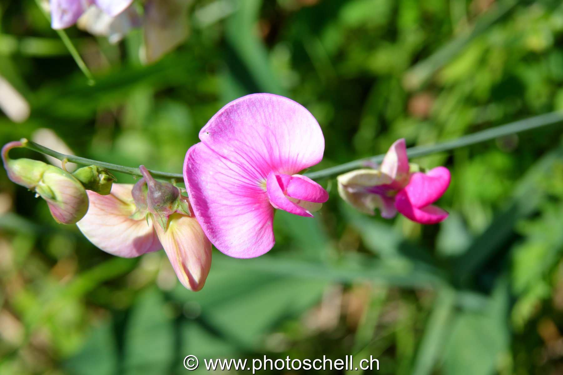 Orchidées sauvages