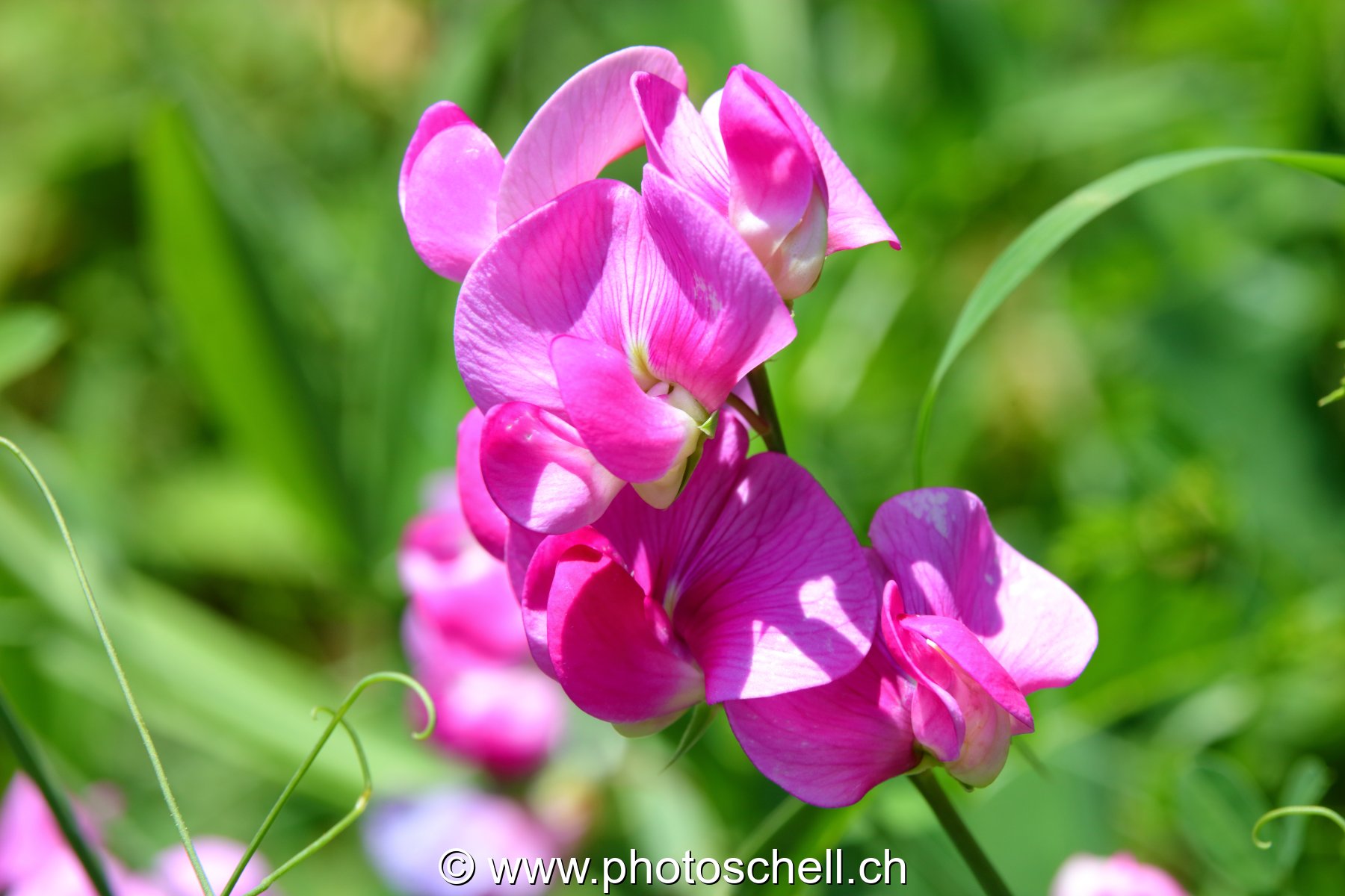 Orchidées sauvages
