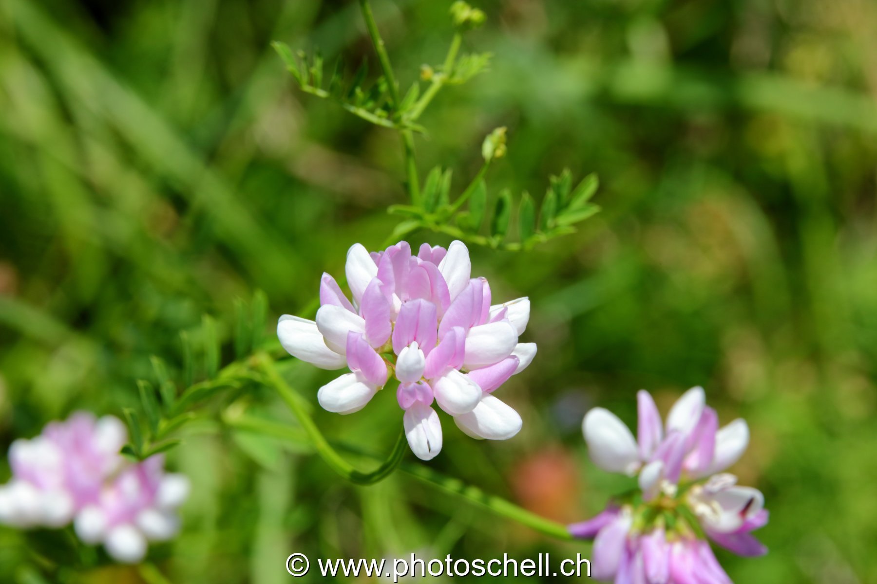 Fleurs