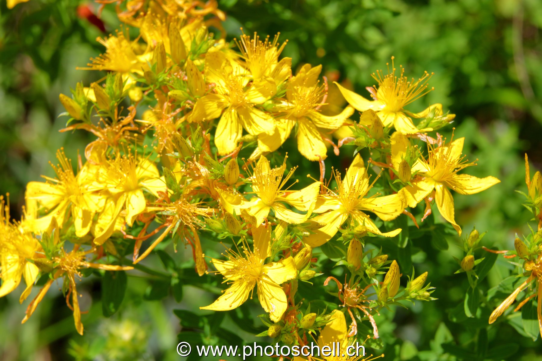 Fleurs