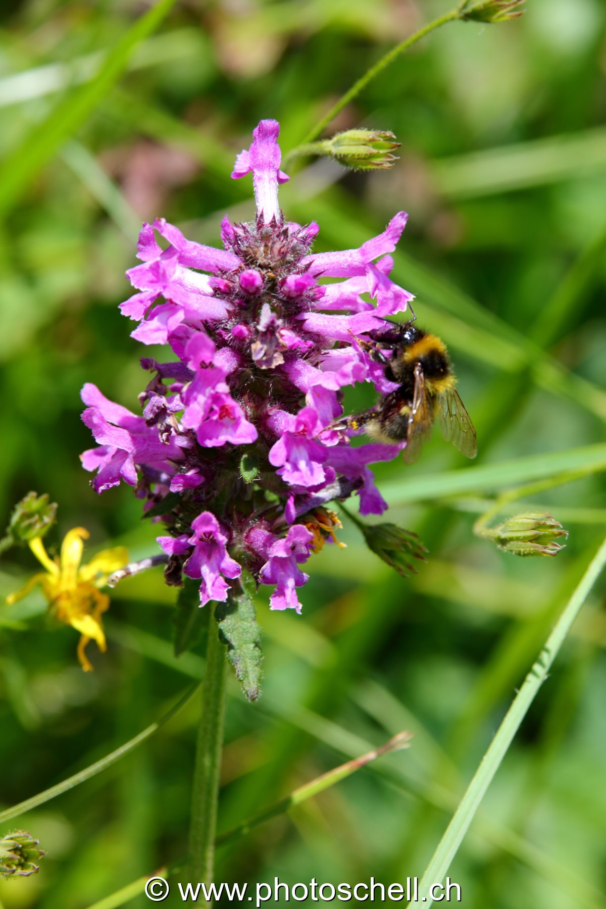 Fleurs et un bourdon