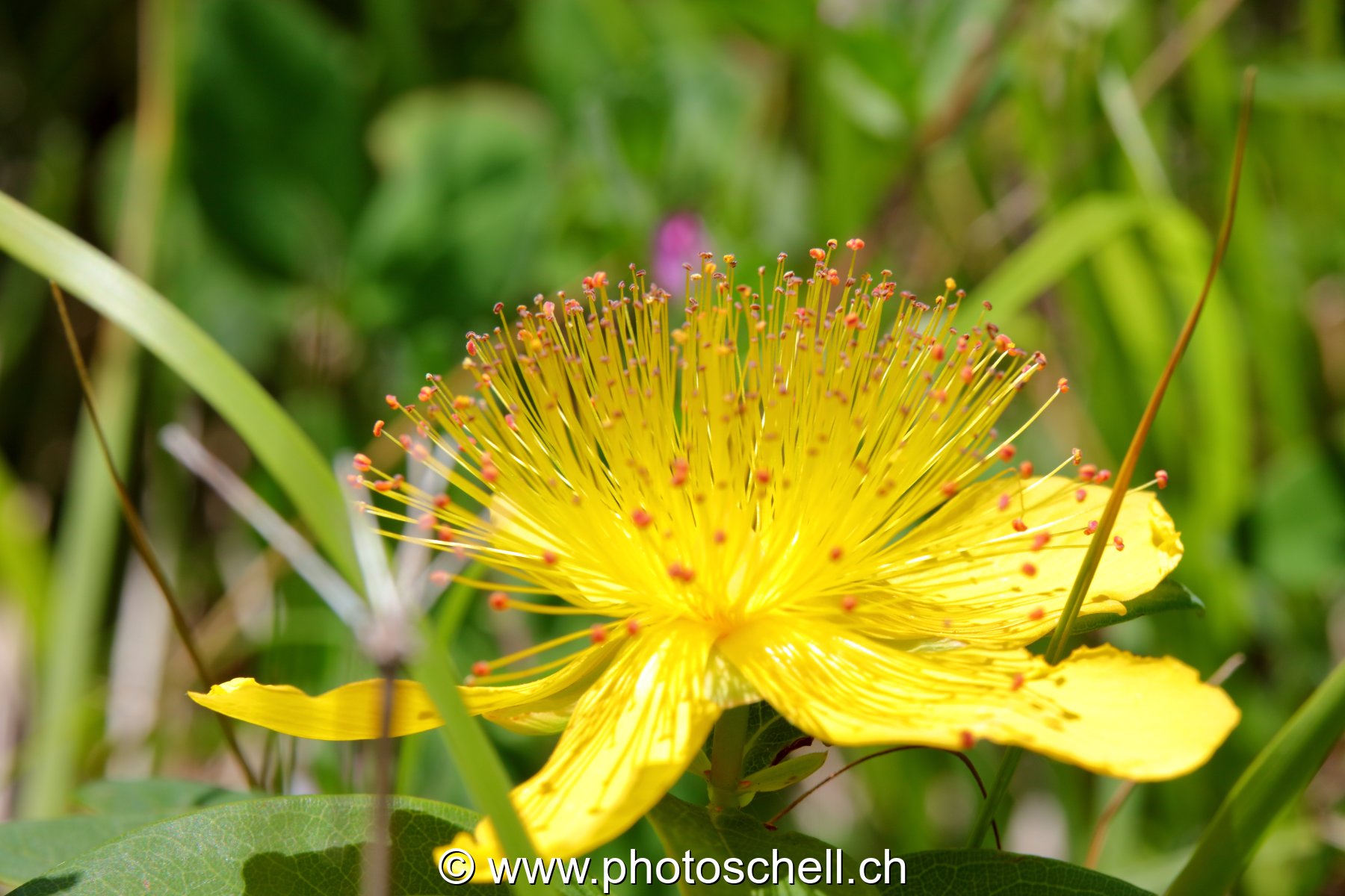 Fleur et ses longs pistils