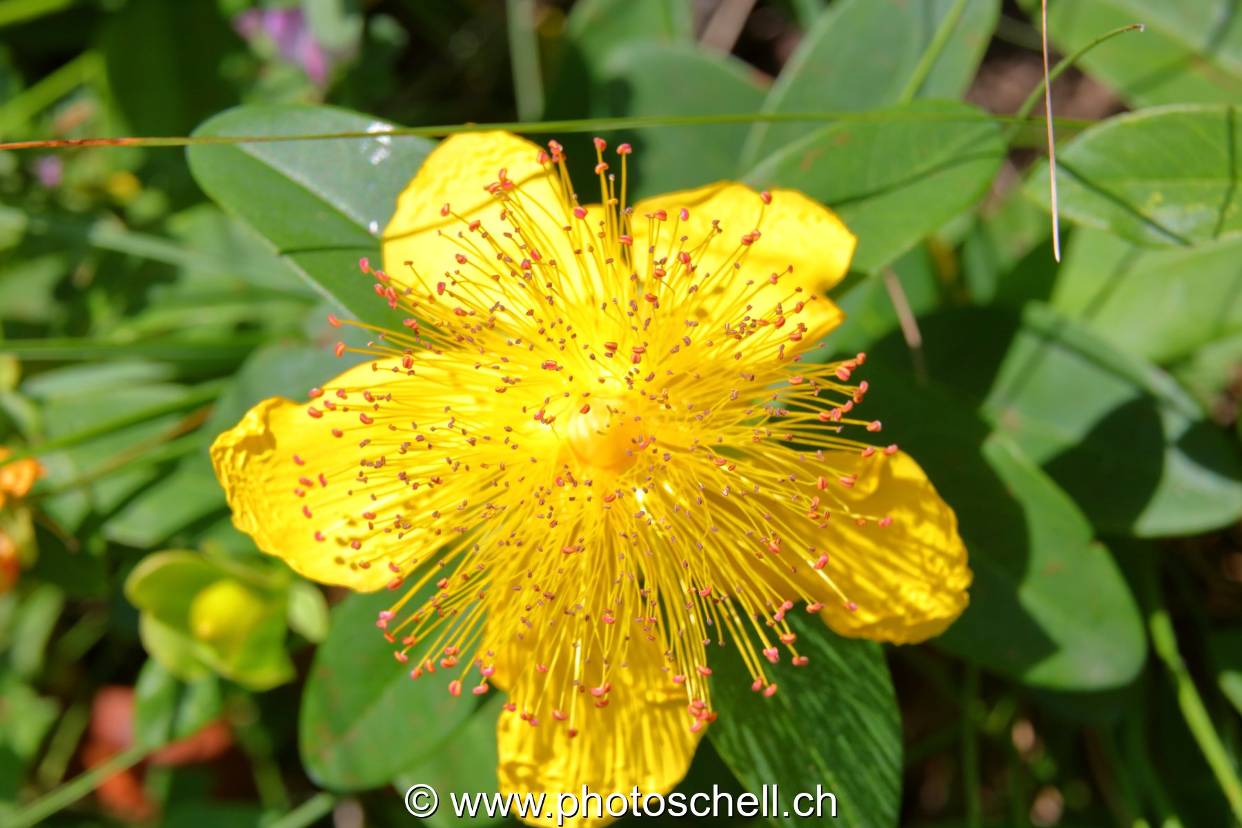 Fleur et ses longs pistils