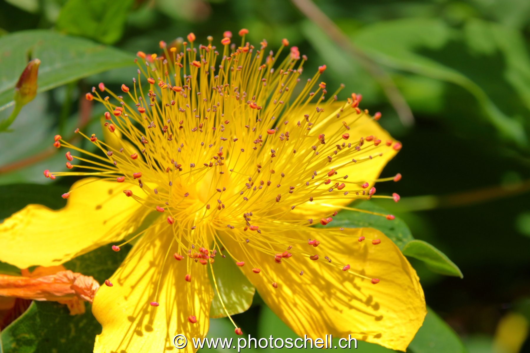 Fleur et ses longs pistils