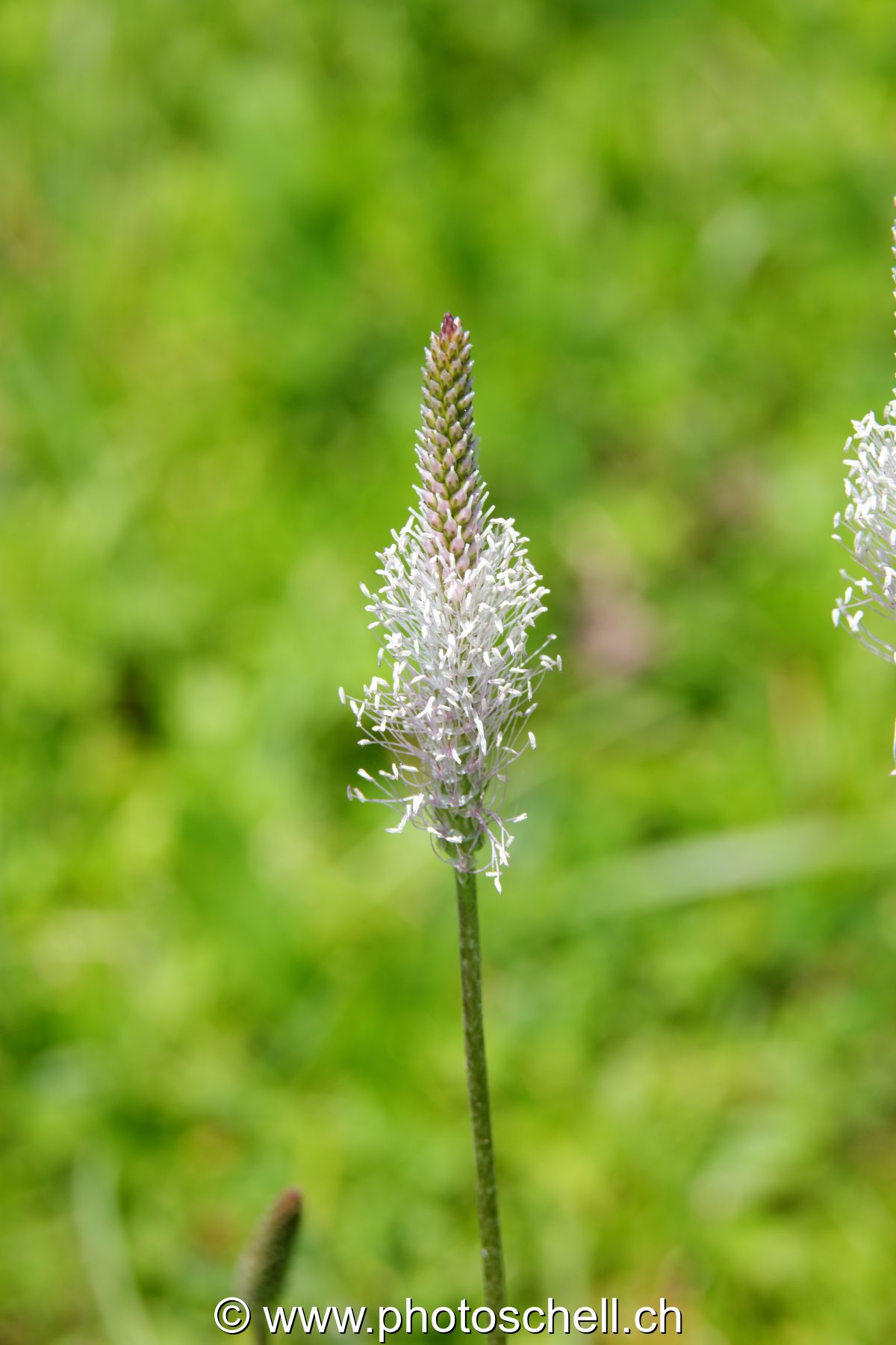 Fleur et ses longs pistils