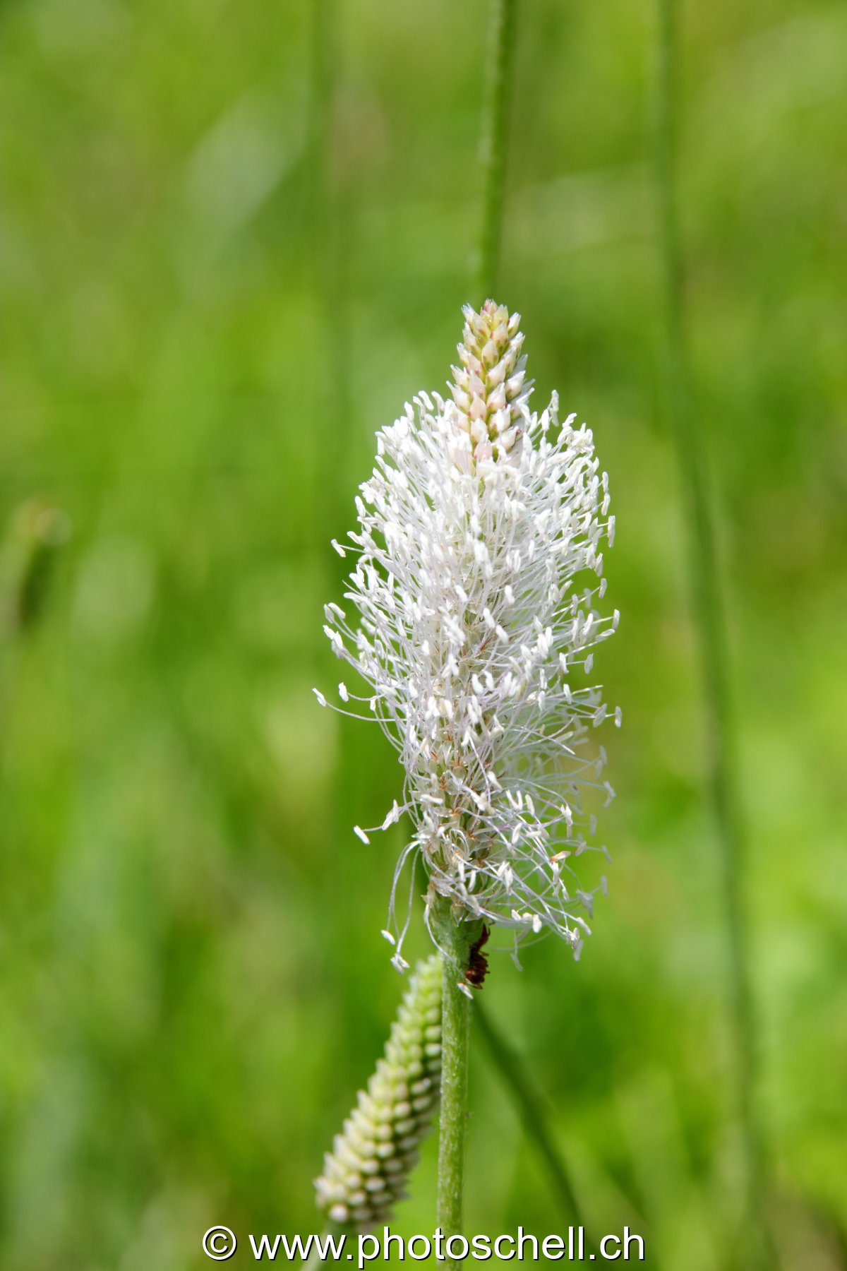 Fleur et ses longs pistils