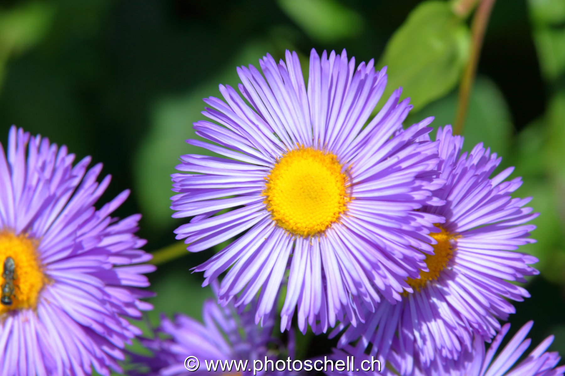 Pâquerette violette
