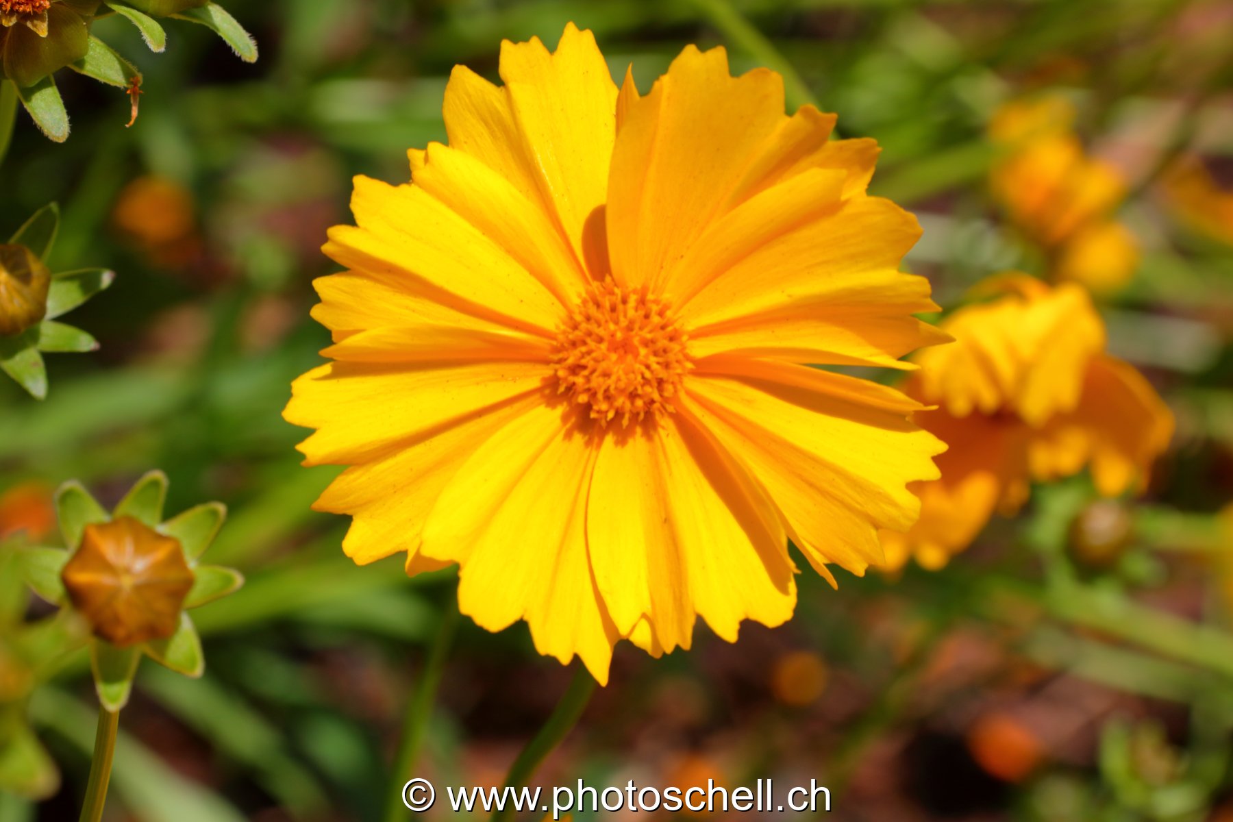 Fleur