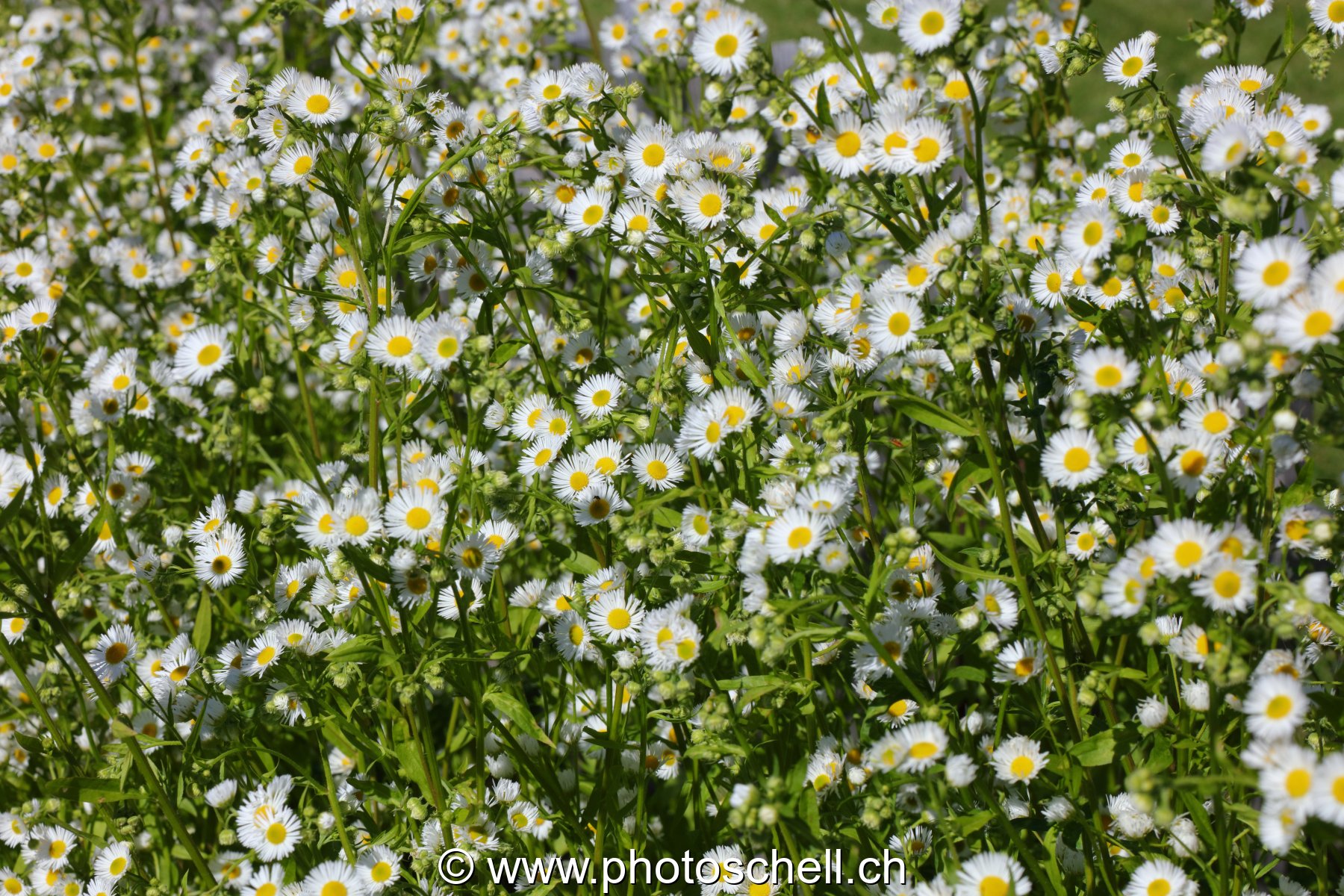 Mini marguerites