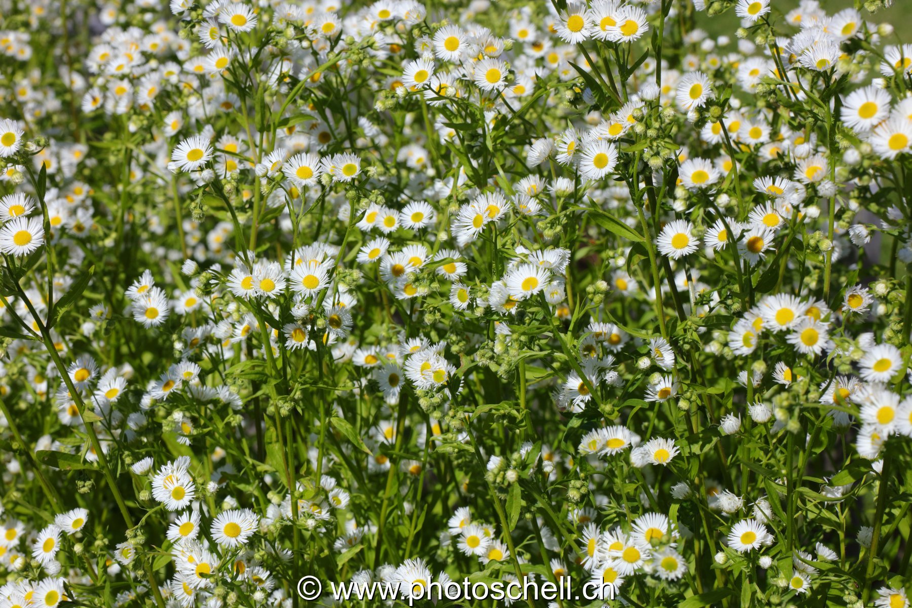 Mini marguerites