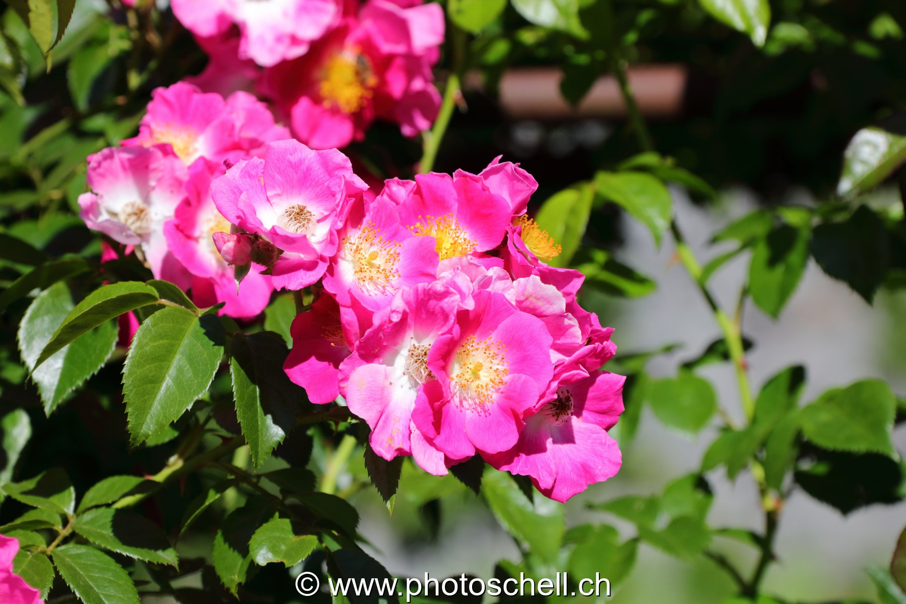 Roses