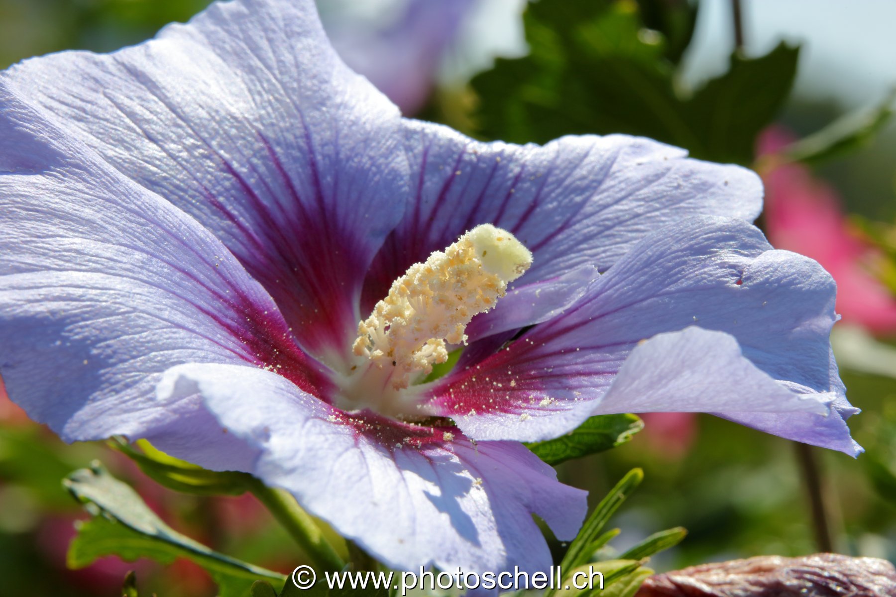 Hybiscus et son gros pistil