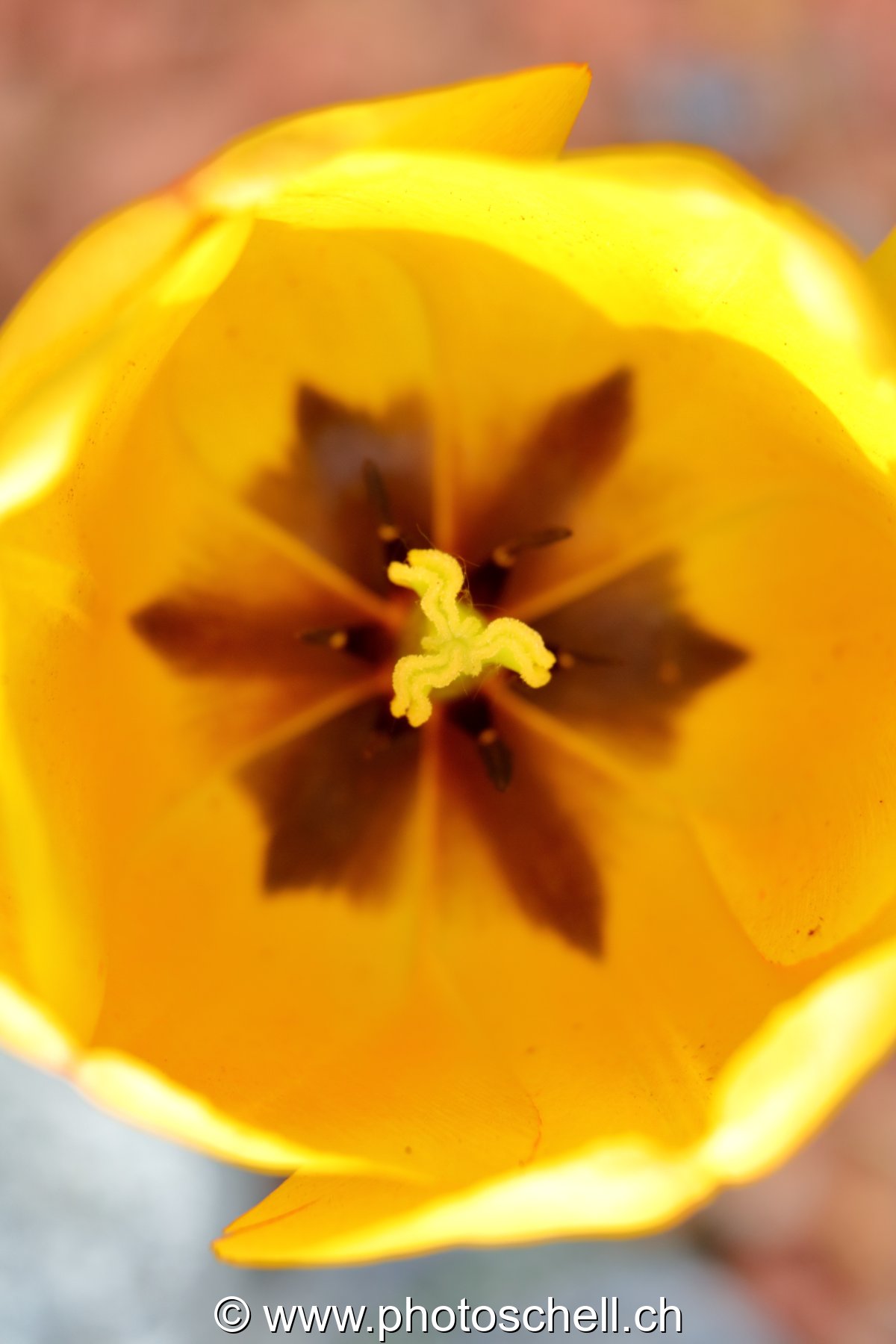 Intérieur d'une tulipe