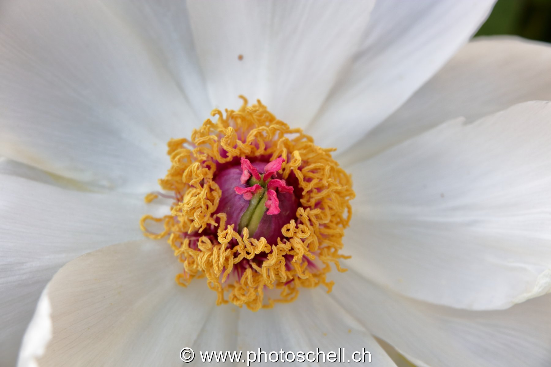 Coeur de fleur