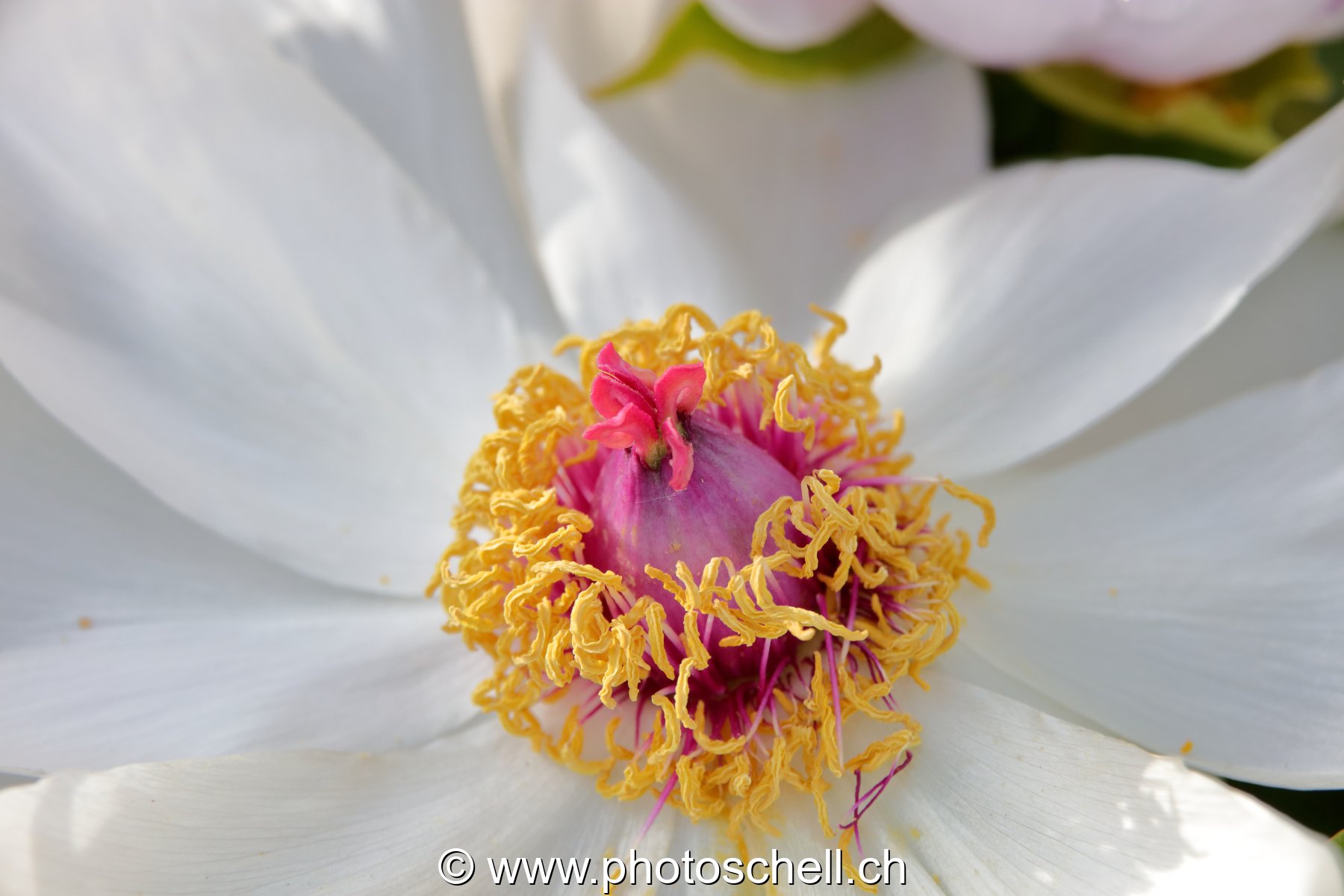 Coeur de fleur