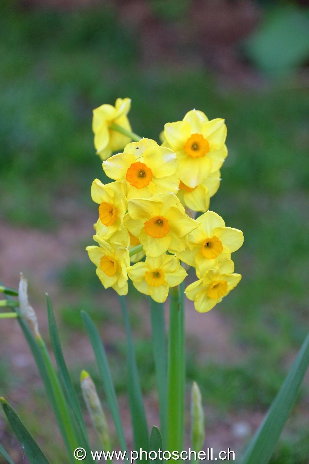 Jonquilles multiples