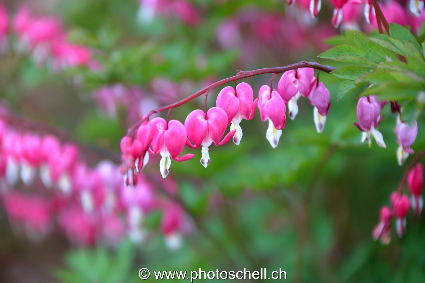 Coeurs en fleur