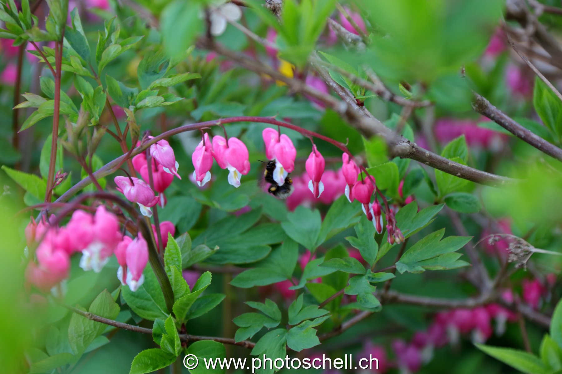 Coeurs en fleur