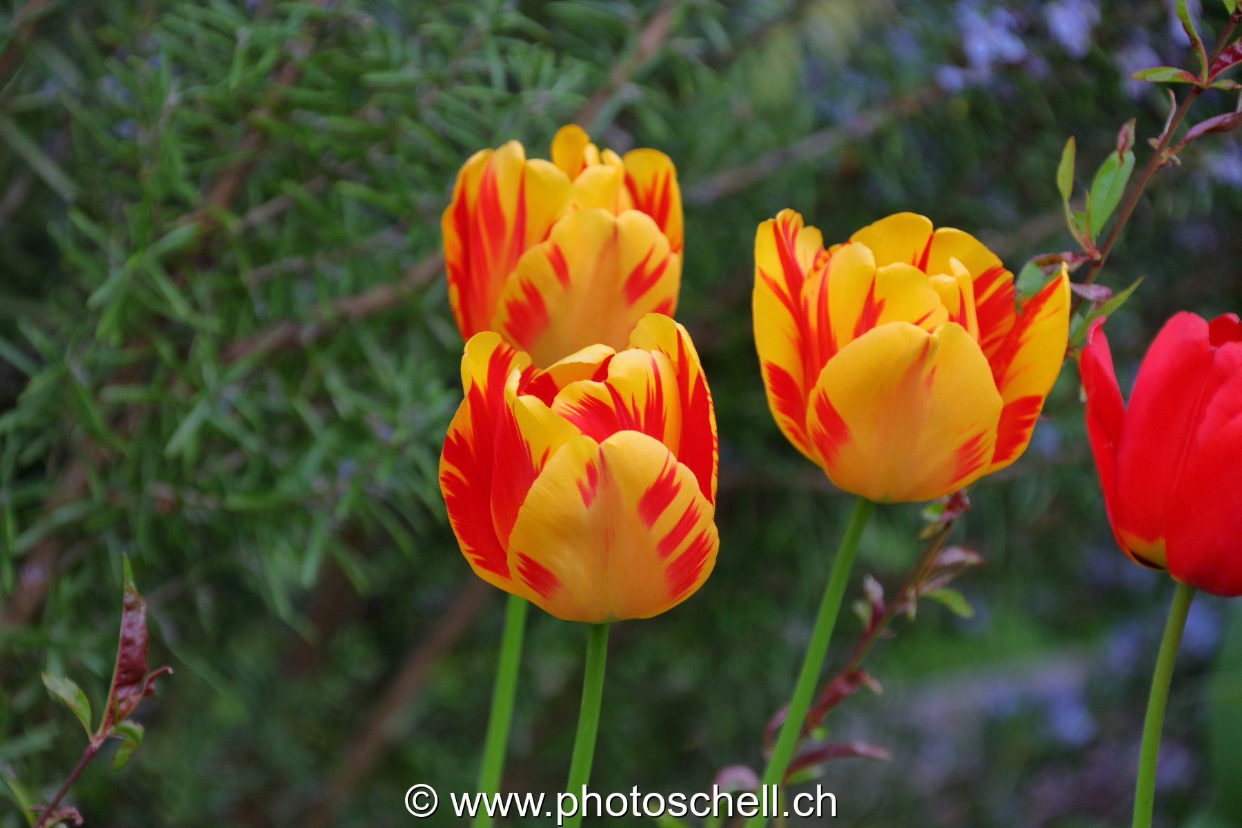Tulipes marbrées