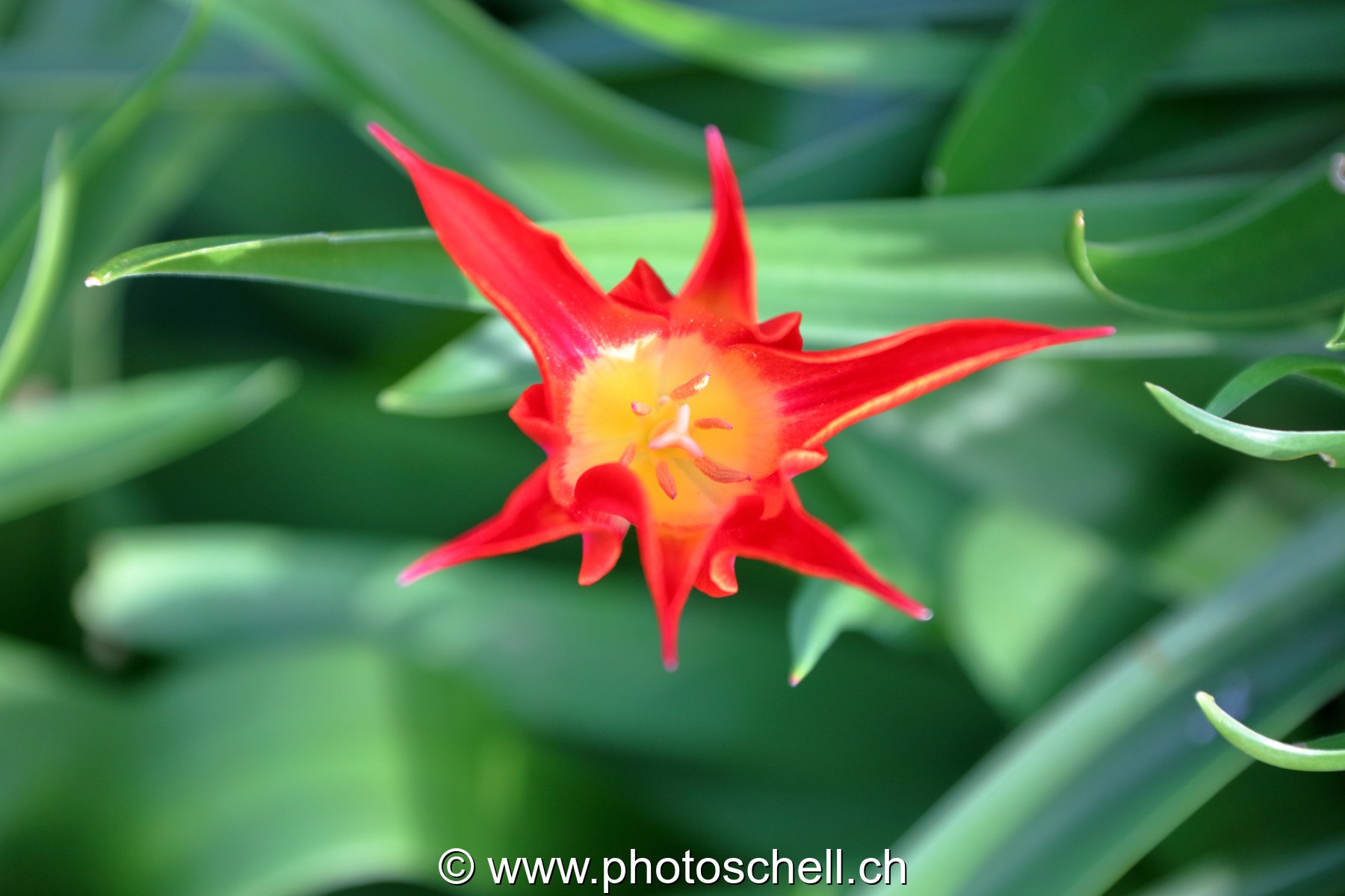 Tulipe