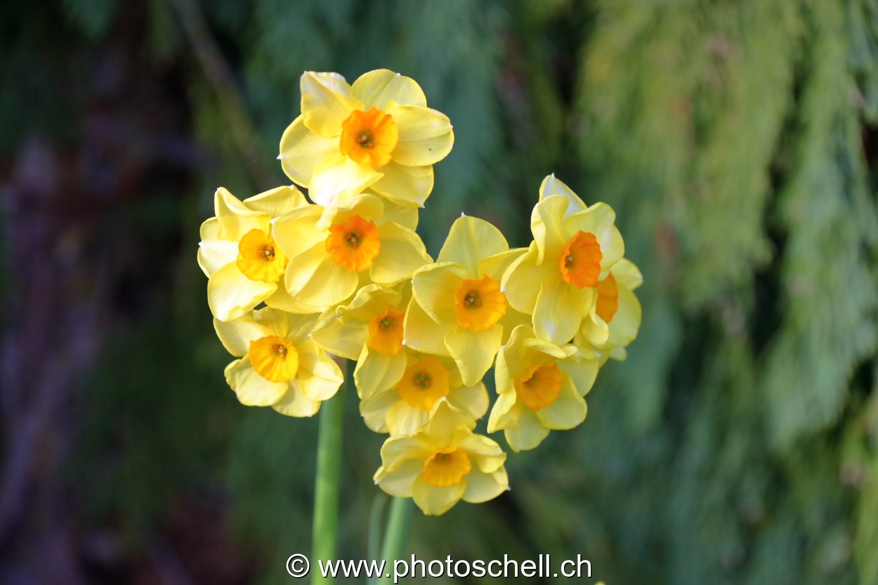 Jonquilles multiples