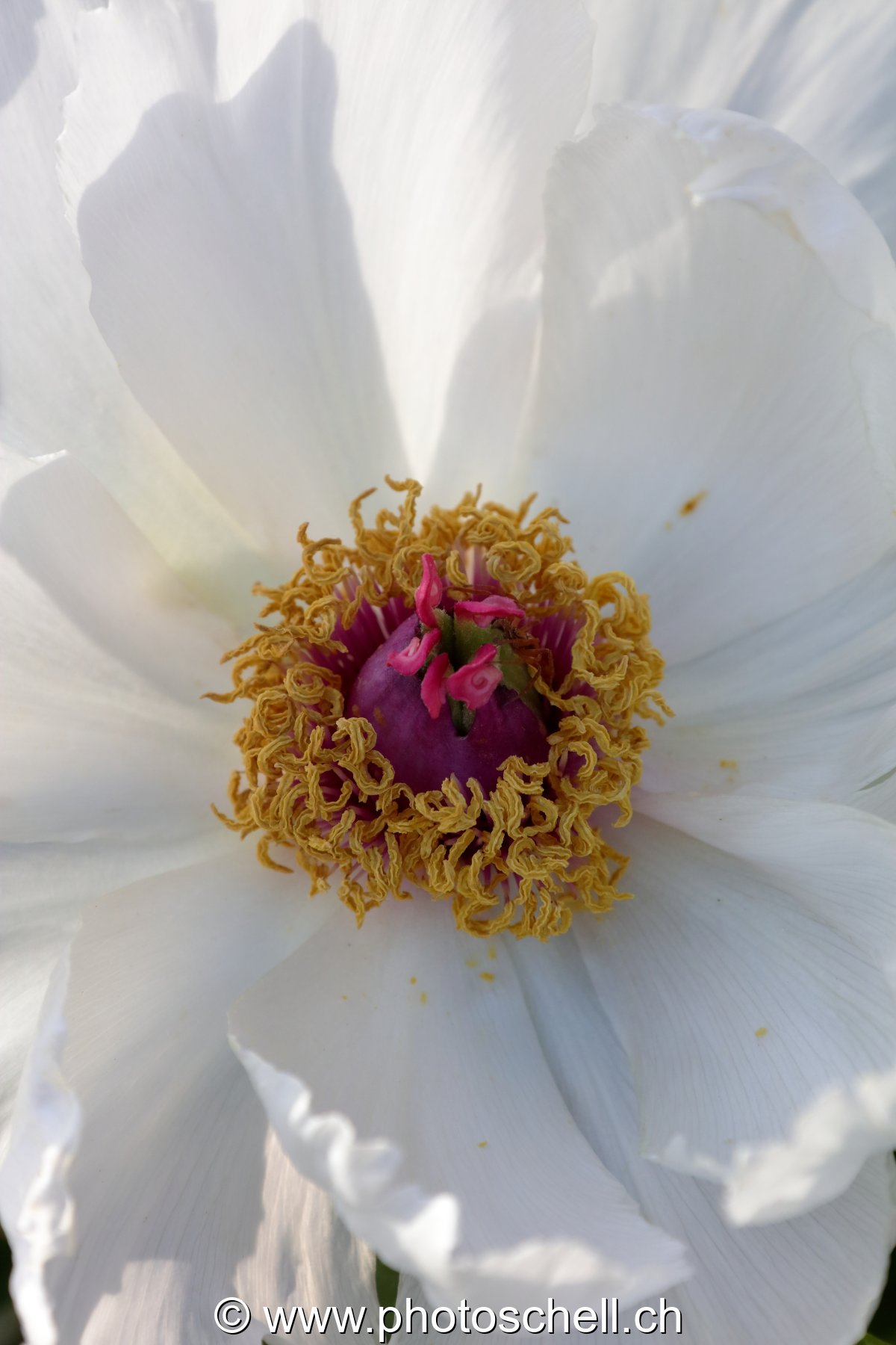 Coeur de fleur (macro)