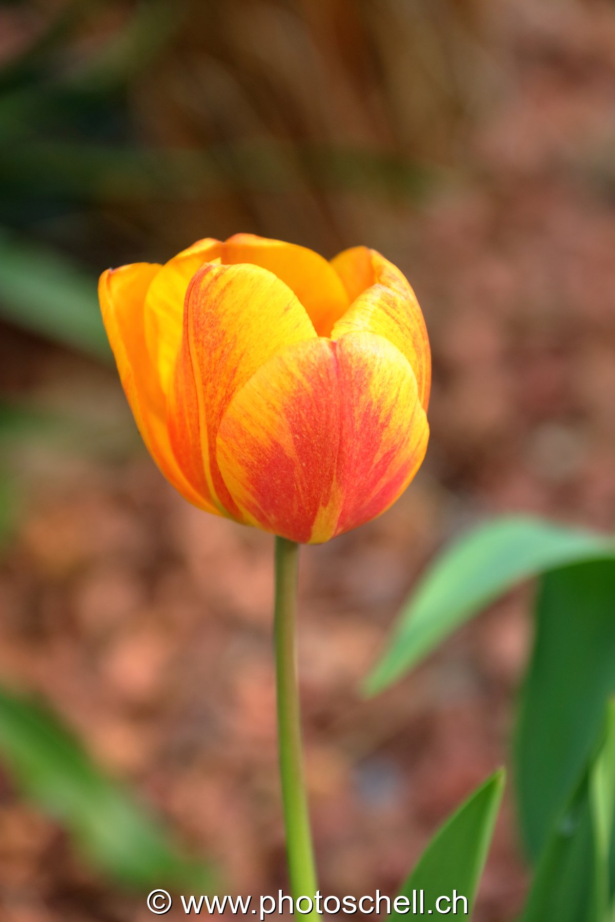 Tulipe marbrée