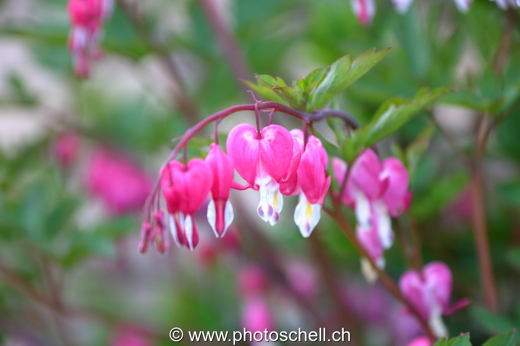 Fleurs en forme de coeur