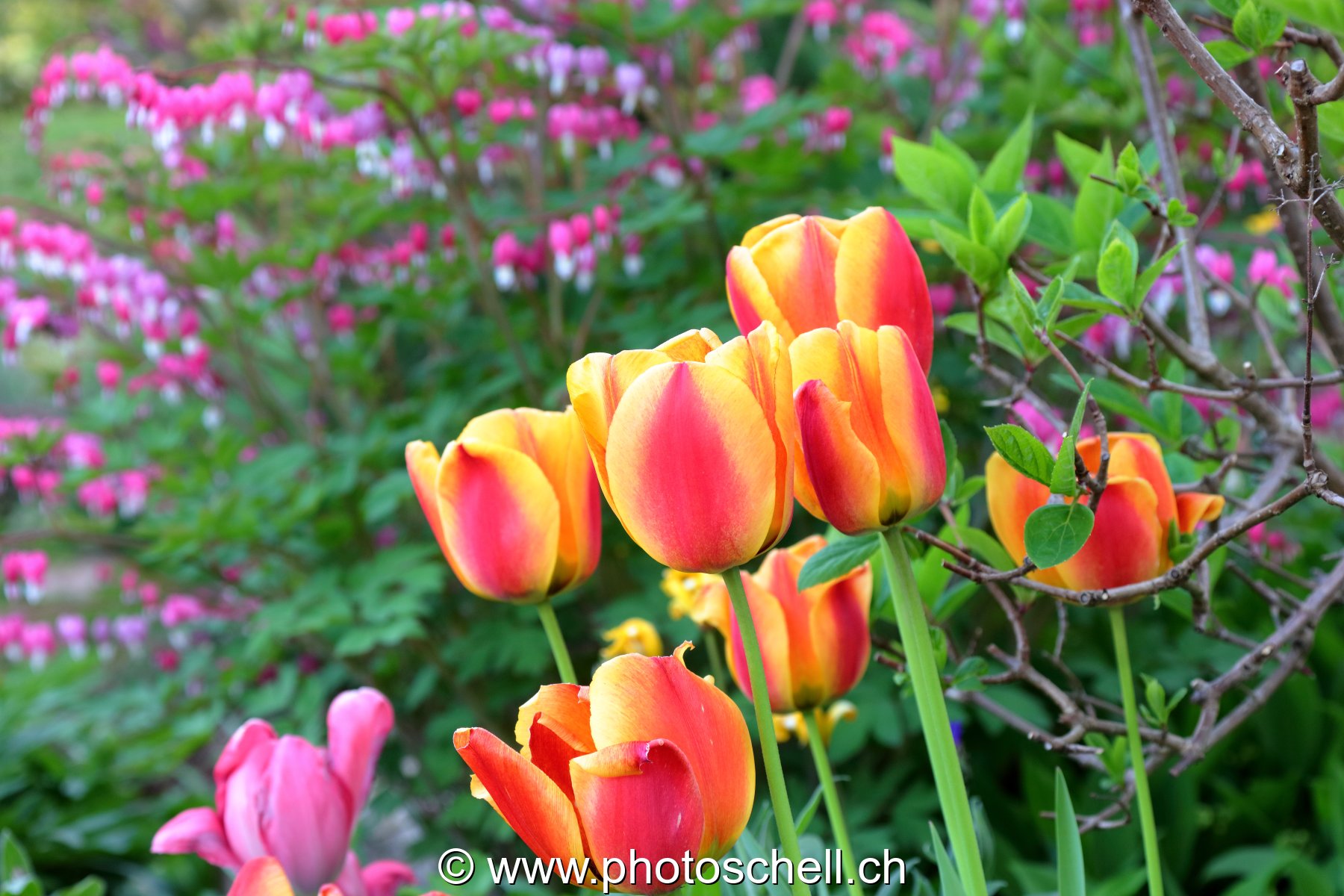 Tulipes marbrées