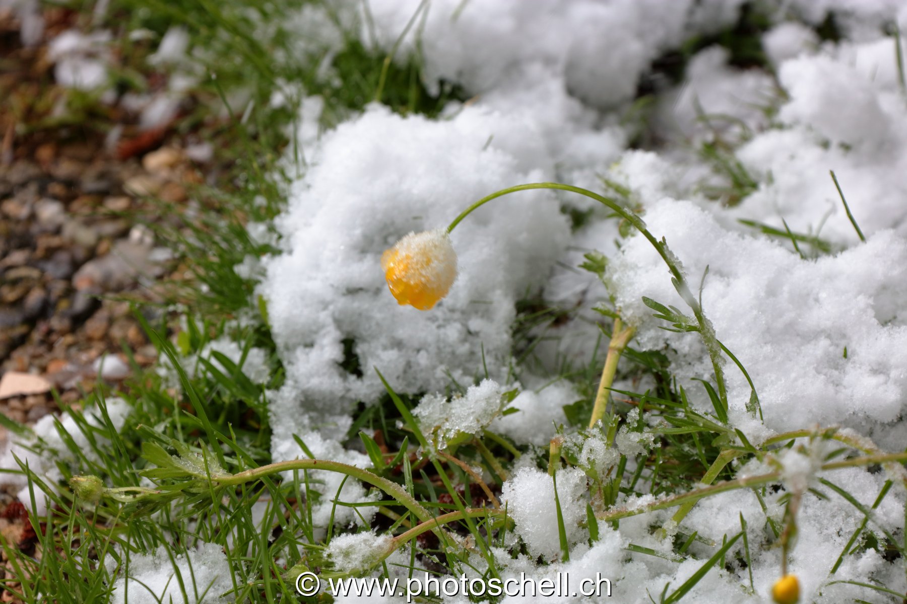 Bouton d'or sous la neige