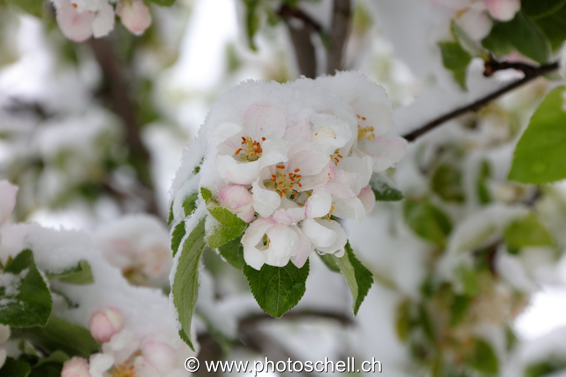 Fleurs de pommiers enneigées