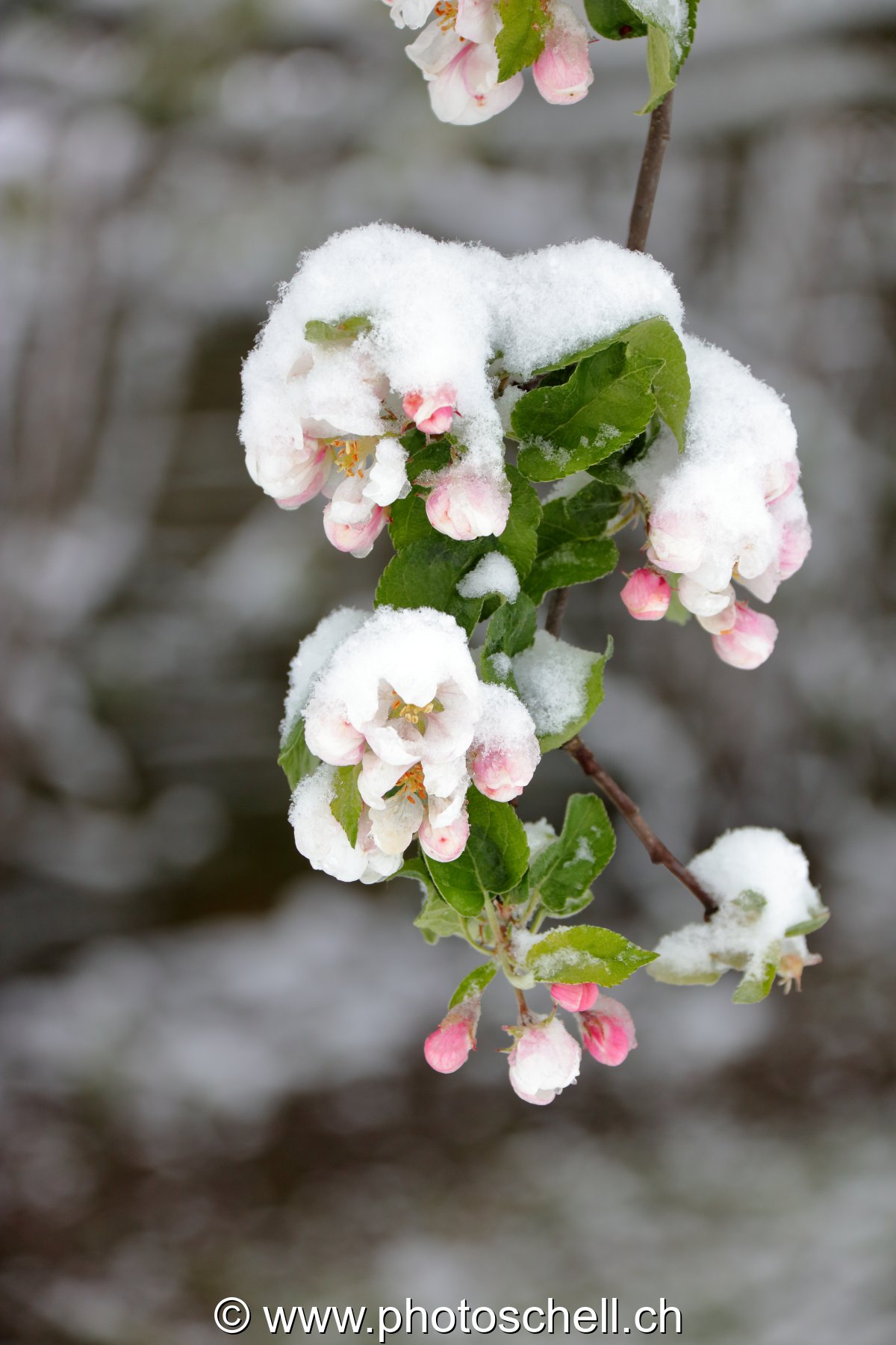 Fleurs de pommiers enneigées