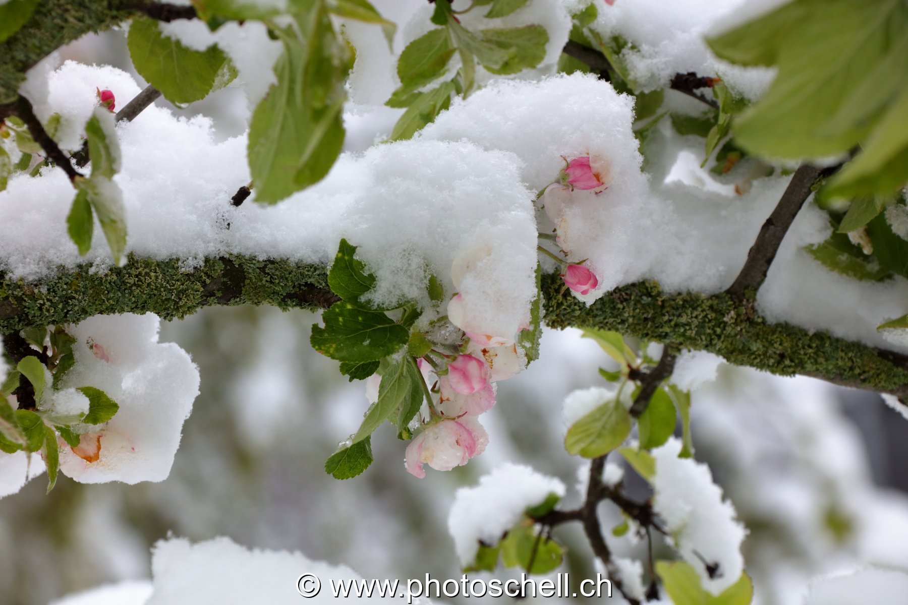 Fleurs de pommiers enneigées