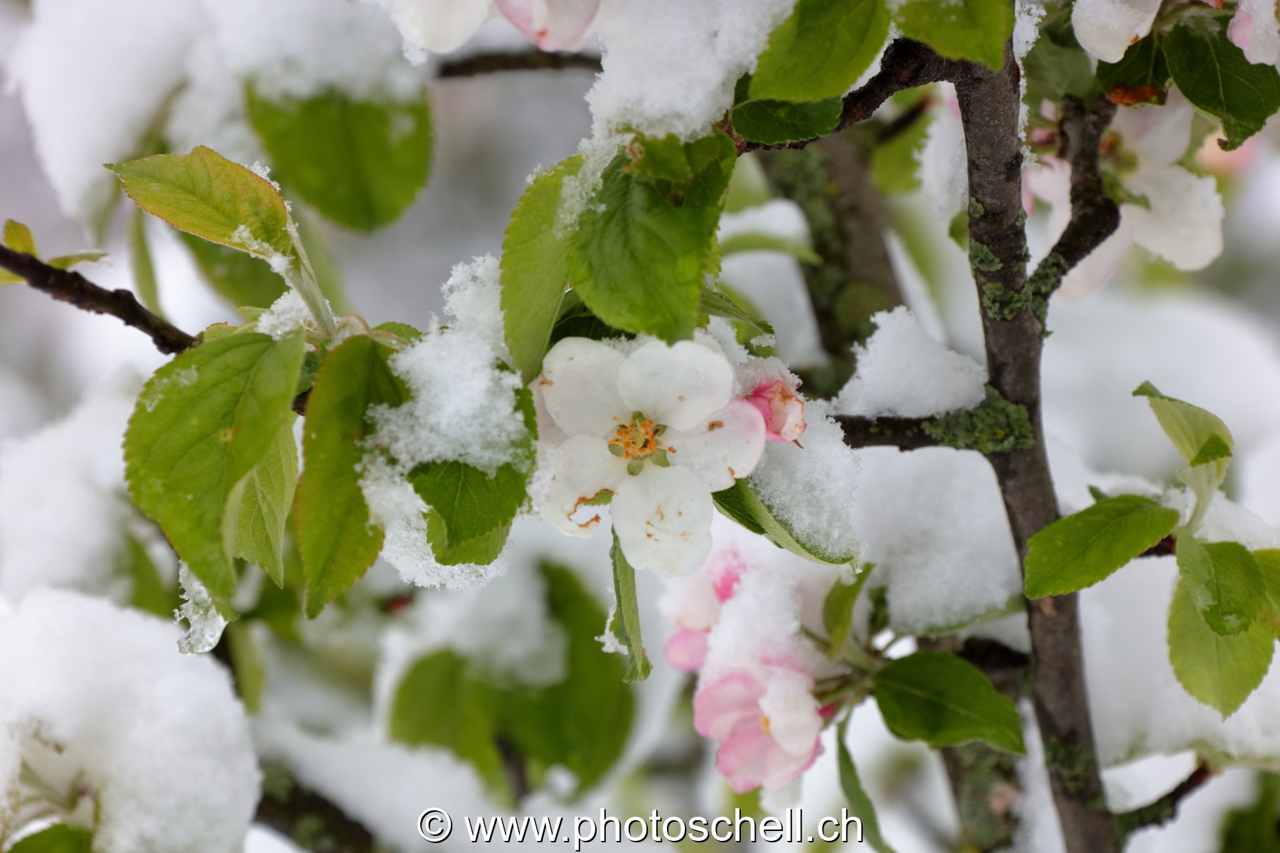 Fleurs de pommiers enneigées