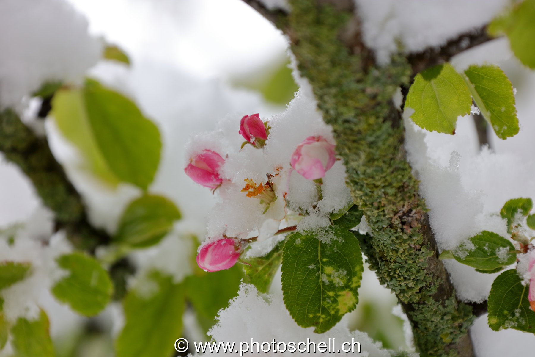 Fleurs de pommiers enneigées