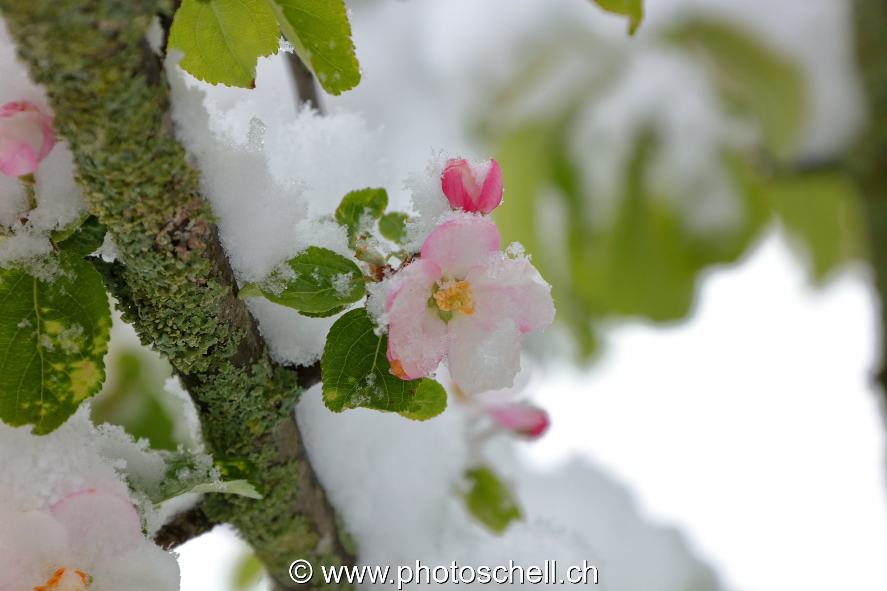 Fleurs de pommiers enneigées