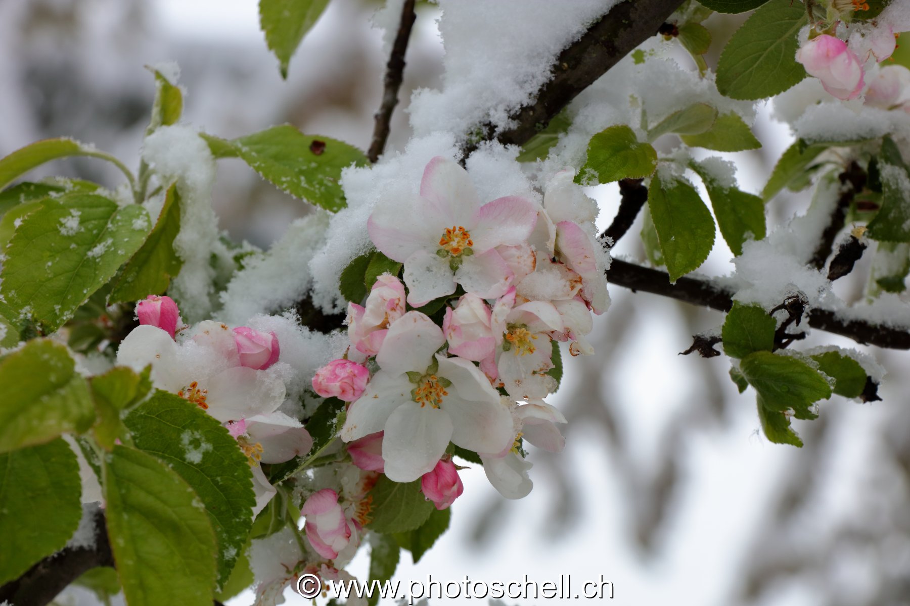 Fleurs de pommiers enneigées