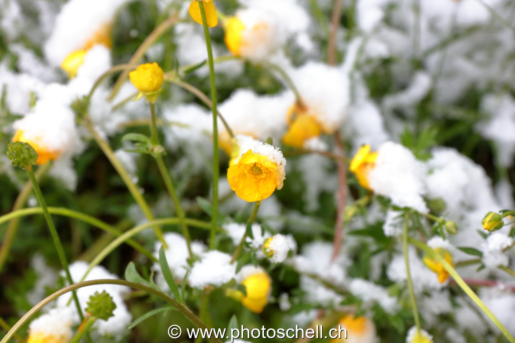 Boutons d'or sous la neige