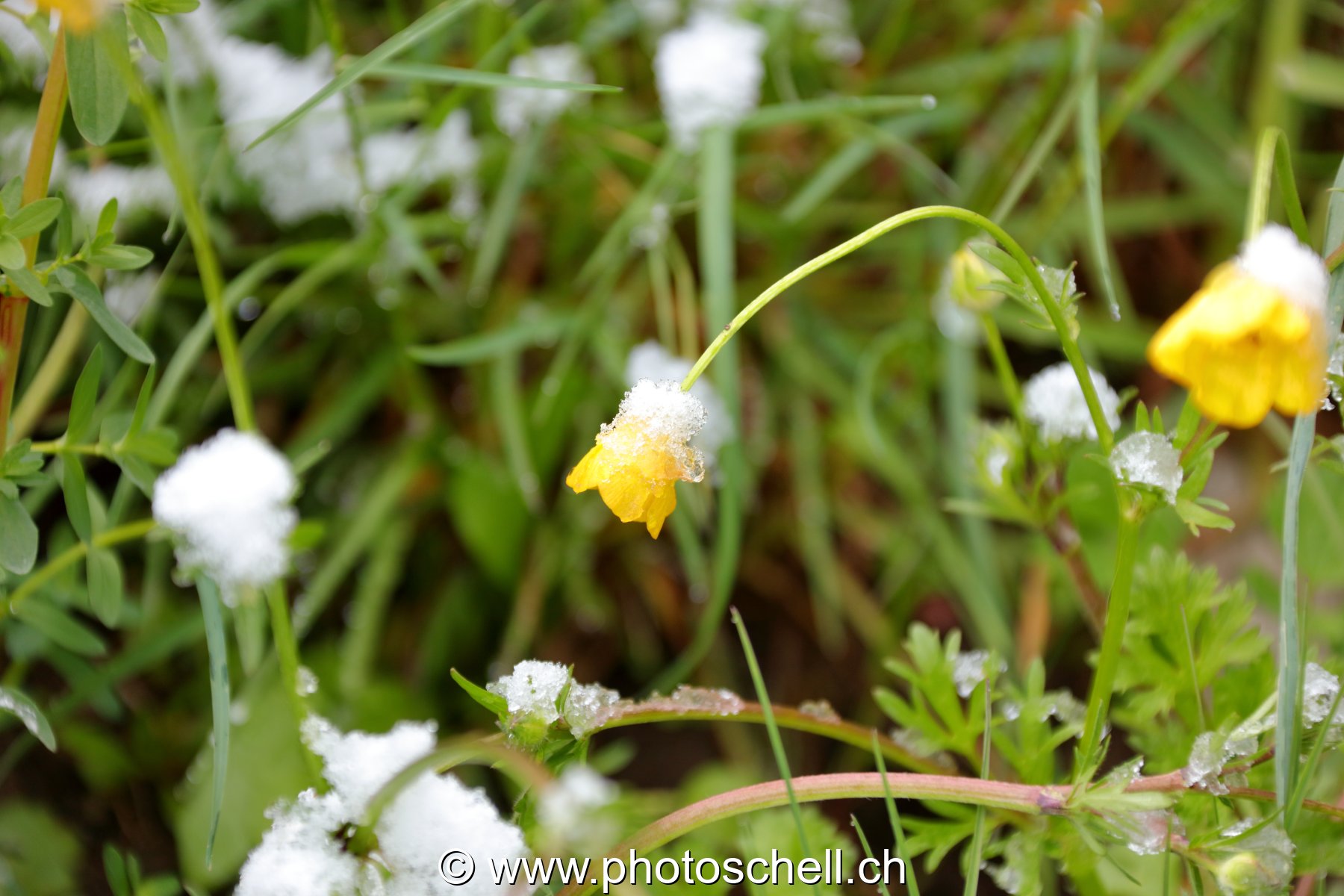 Boutons d'or sous la neige