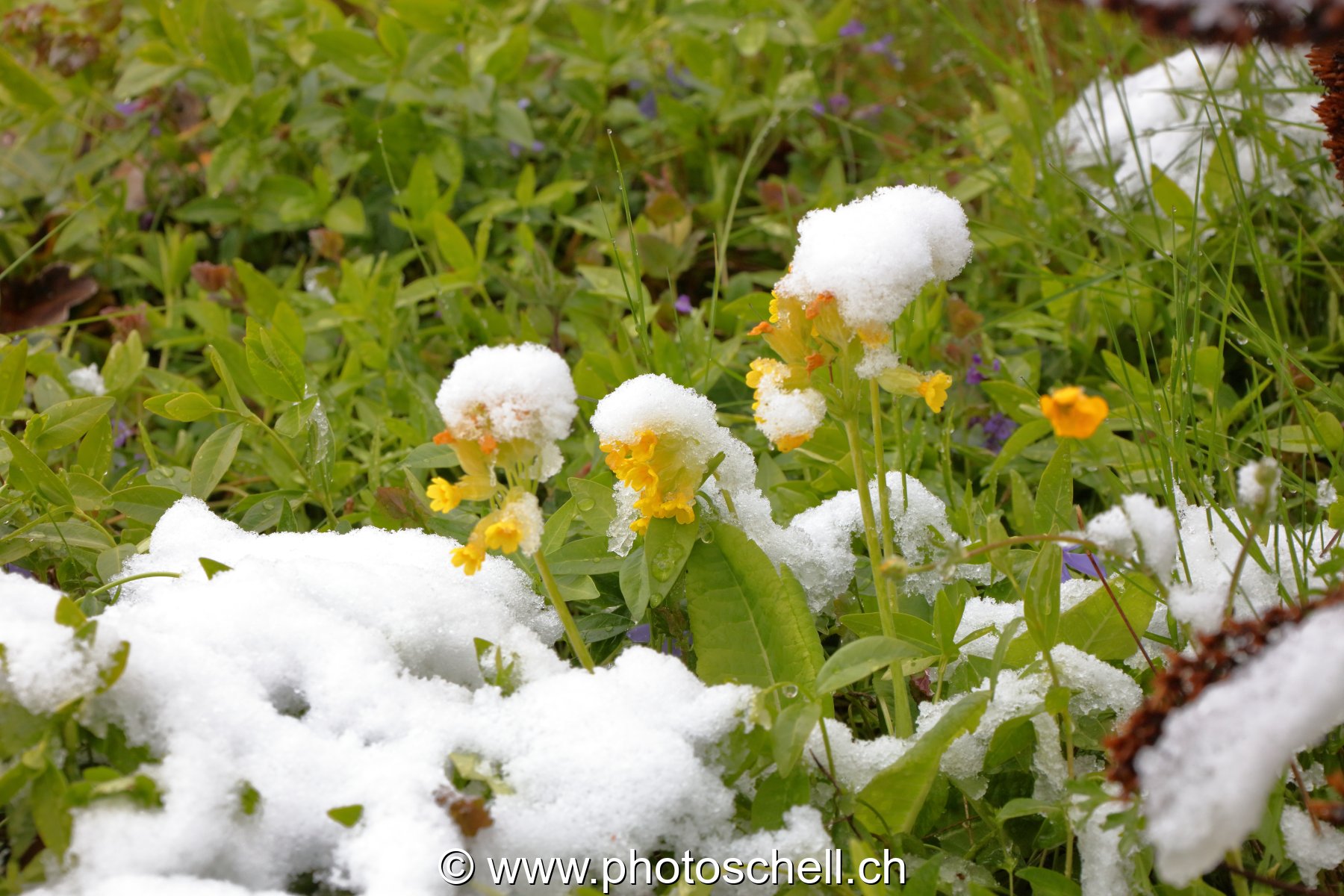 Boutons d'or sous la neige