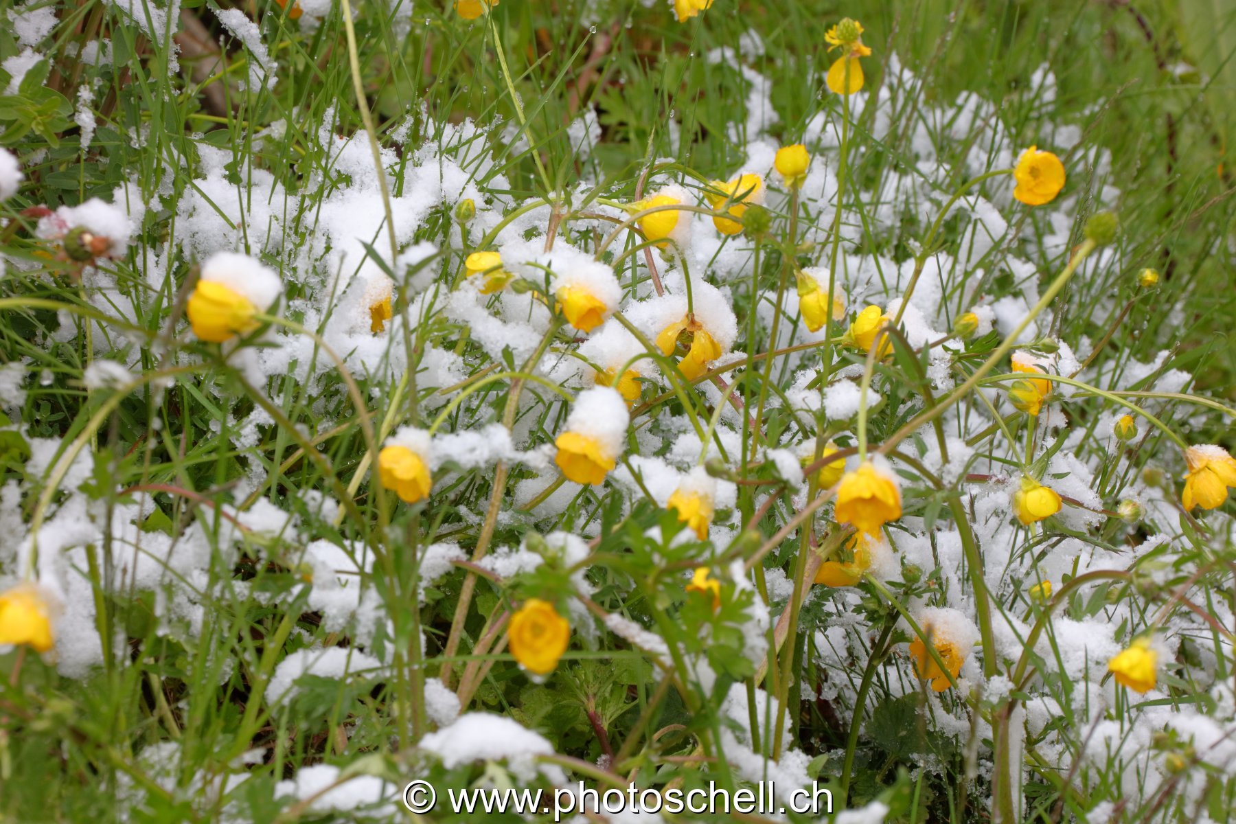 Boutons d'or sous la neige
