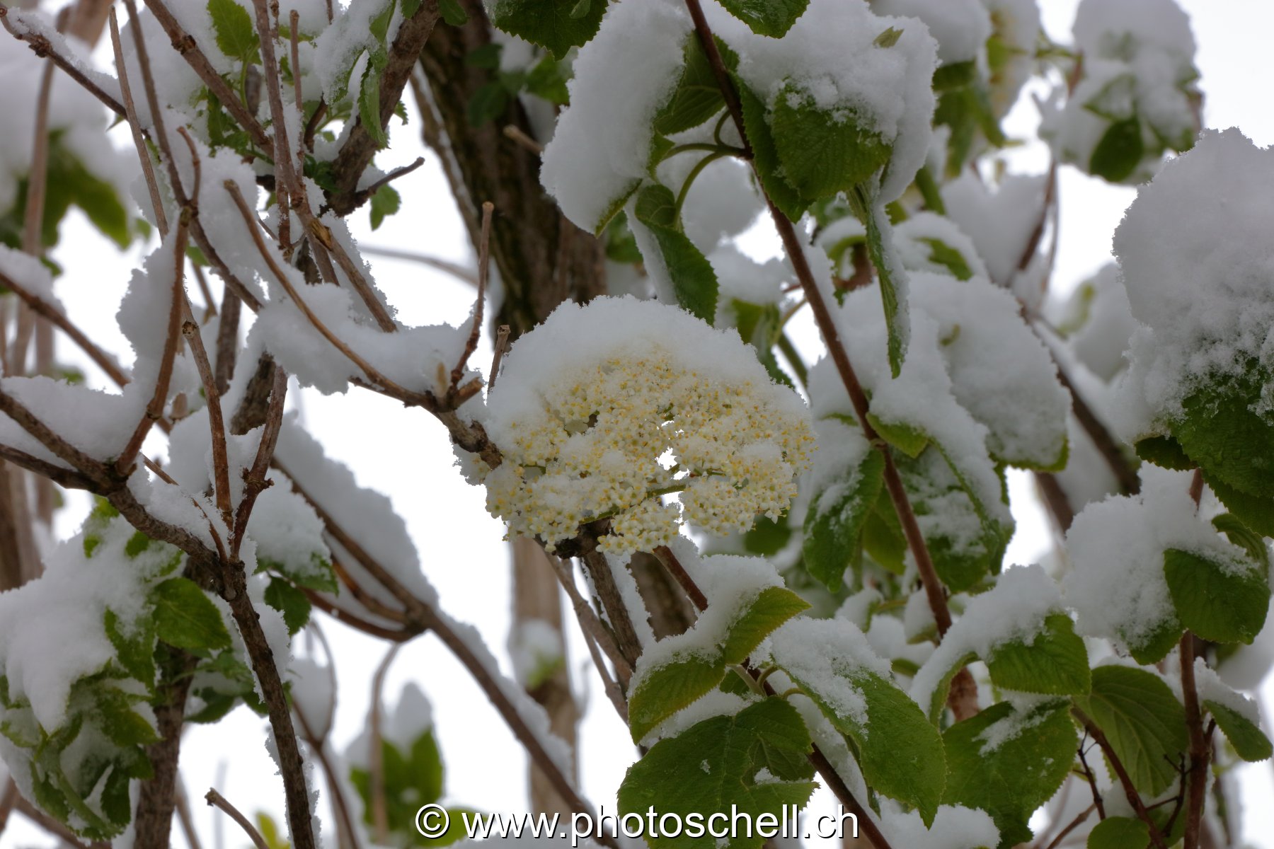 Fleurs sous la neige