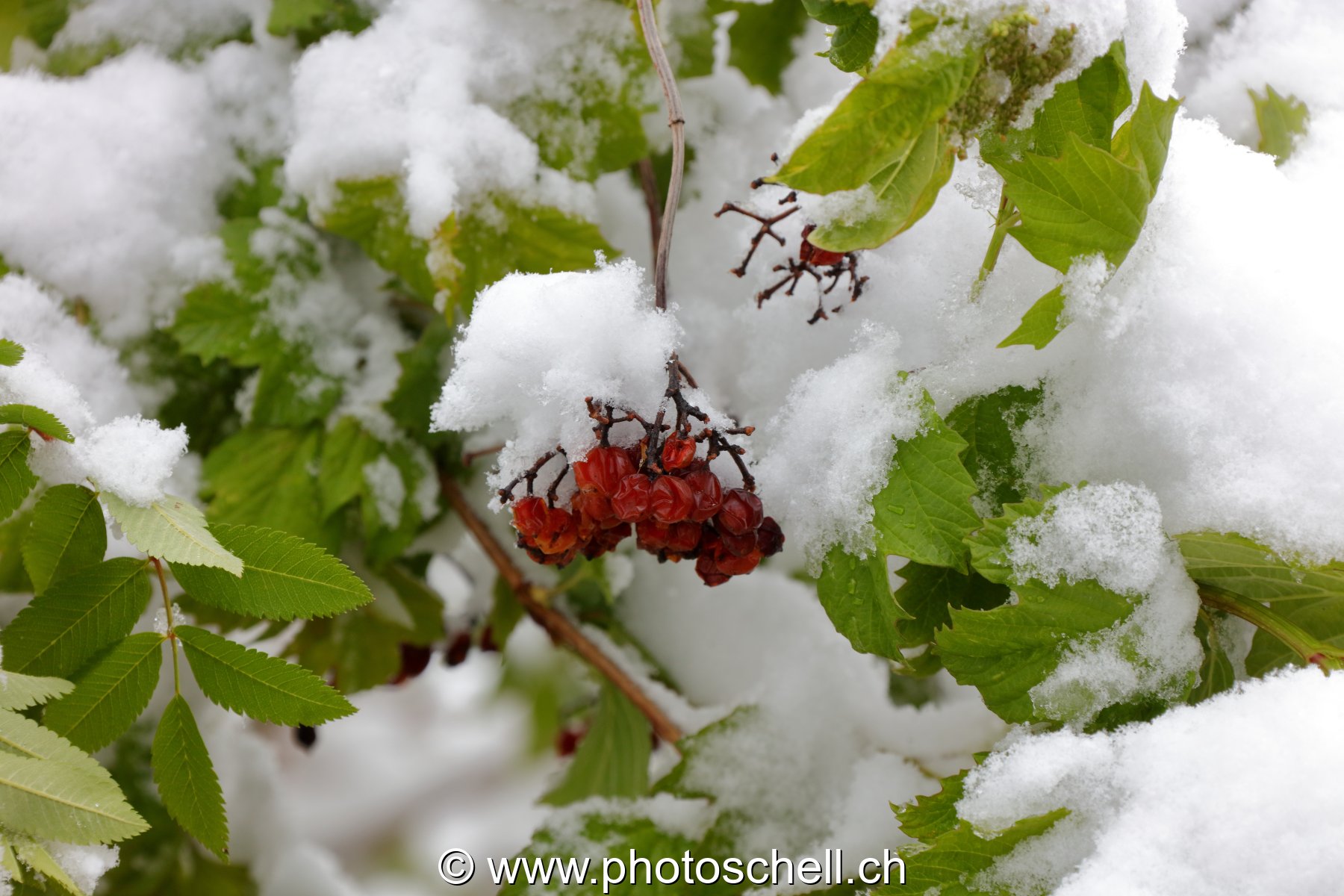 Fleurs sous la neige