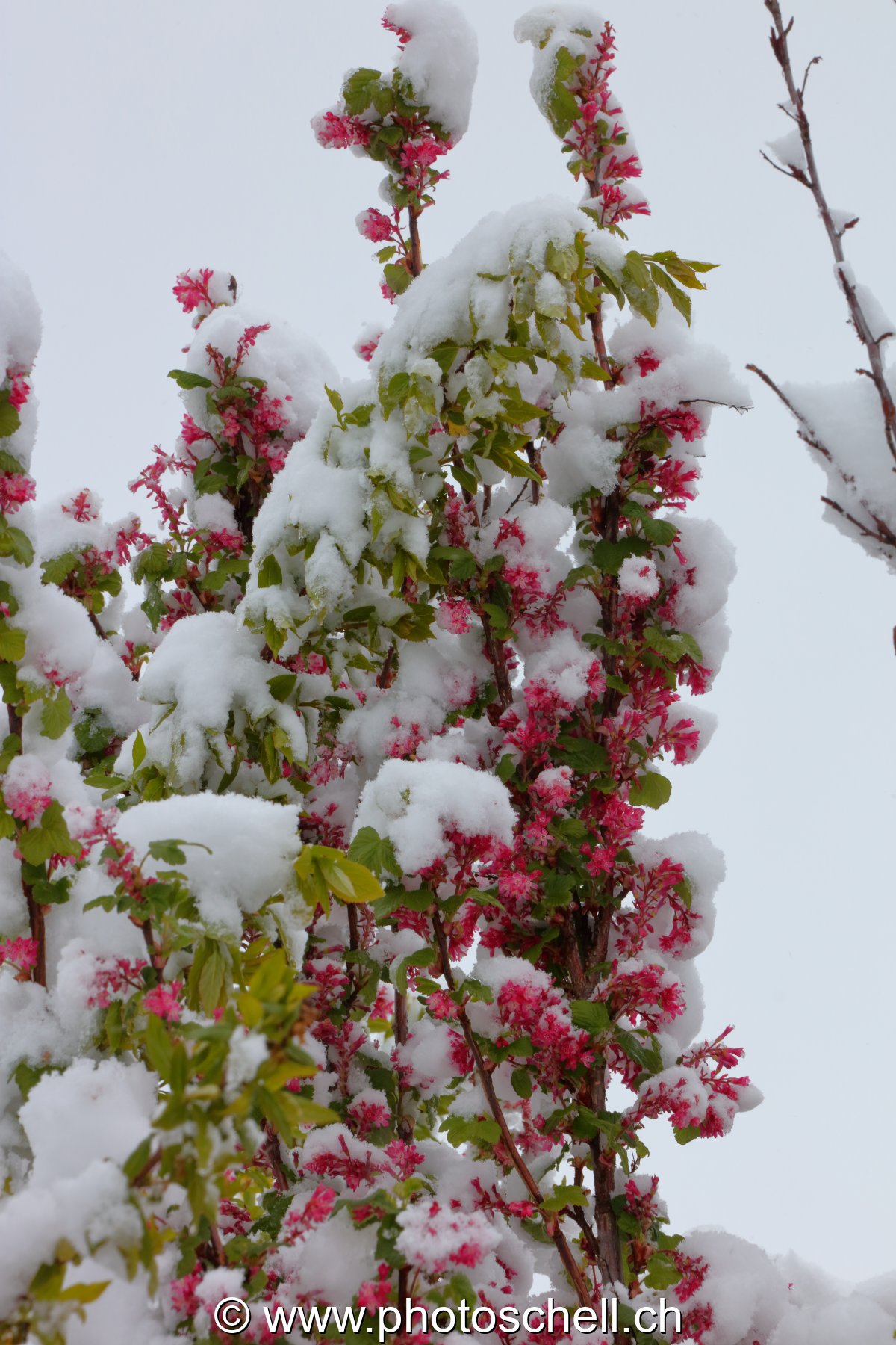 Fleurs sous la neige