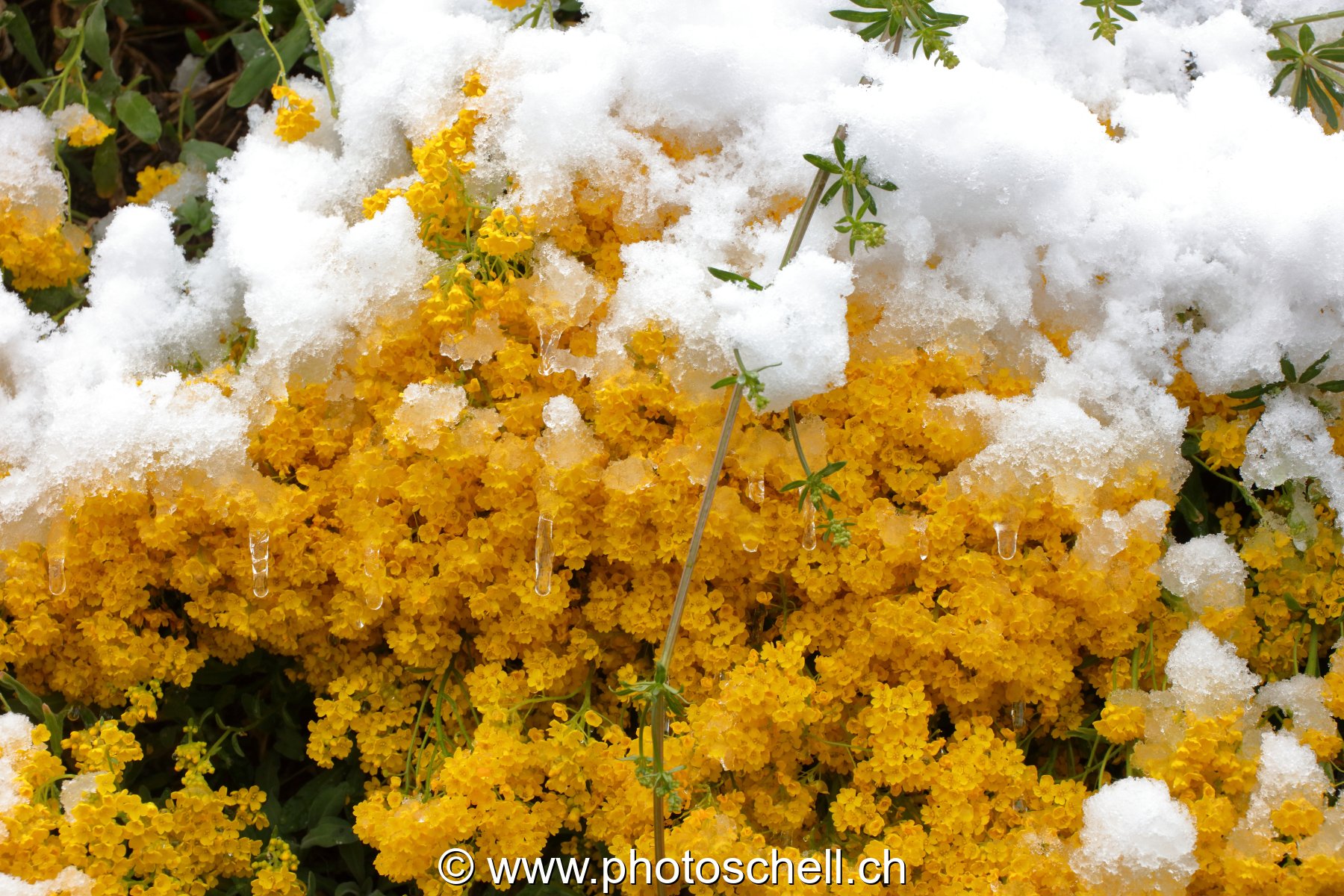 Fleurs sous la neige