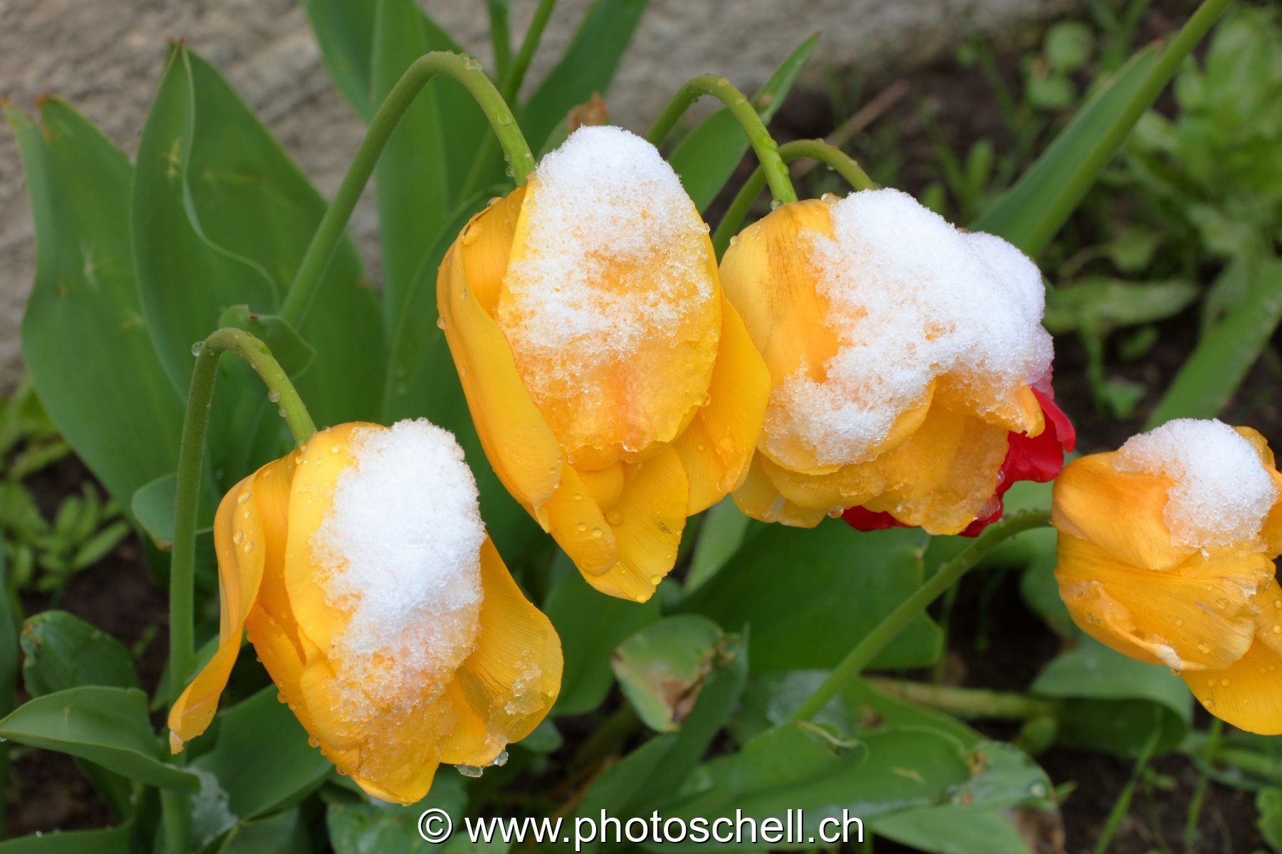 Tulipes sous la neige