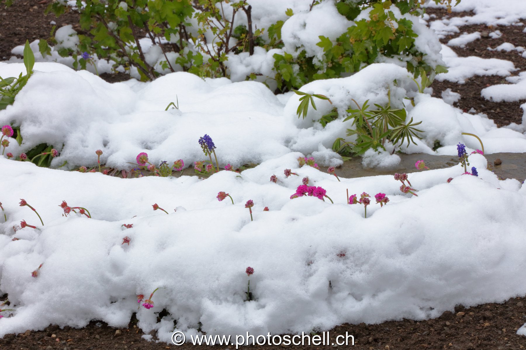 Fleurs sous la neige